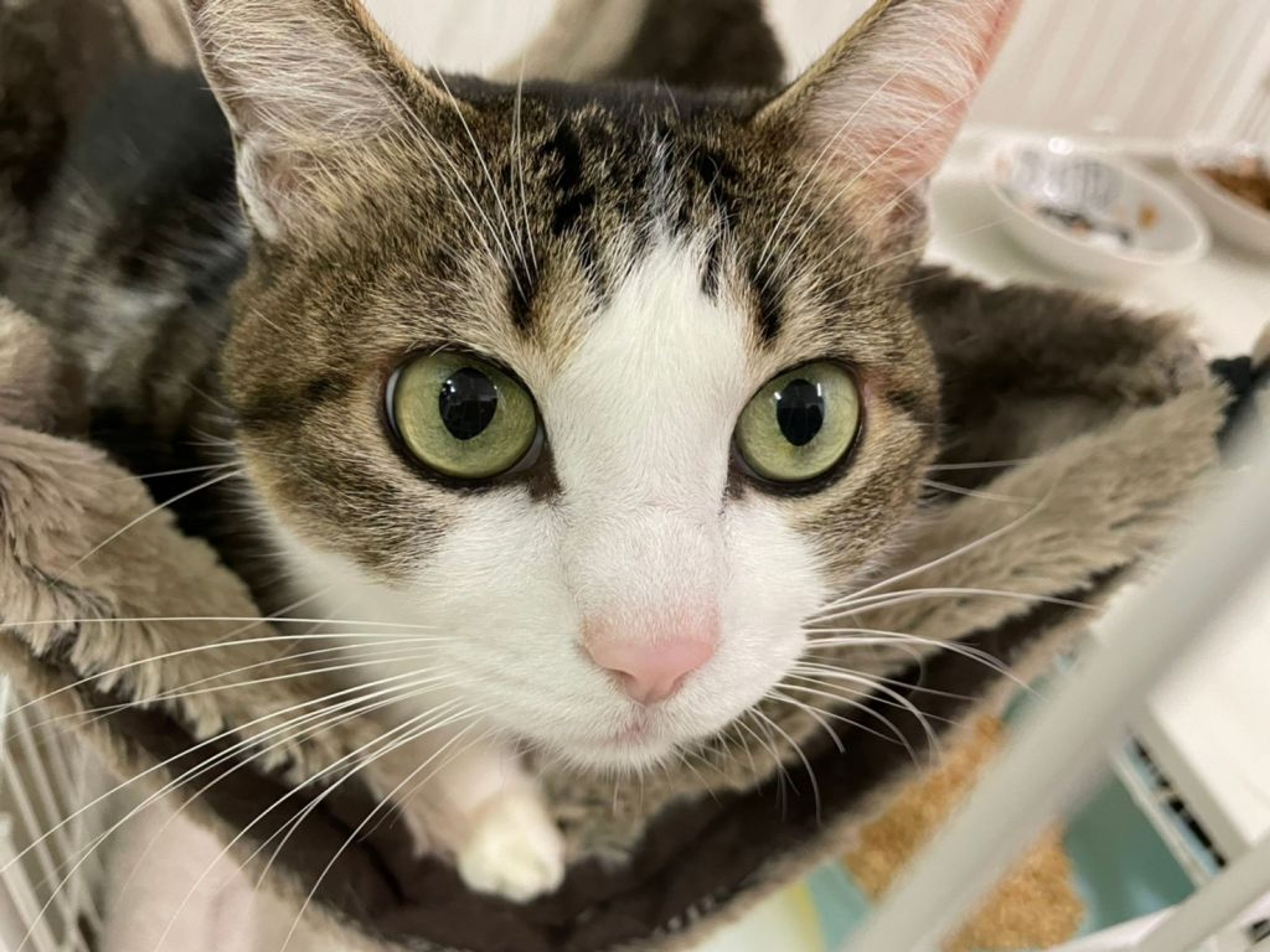 pet-image-4