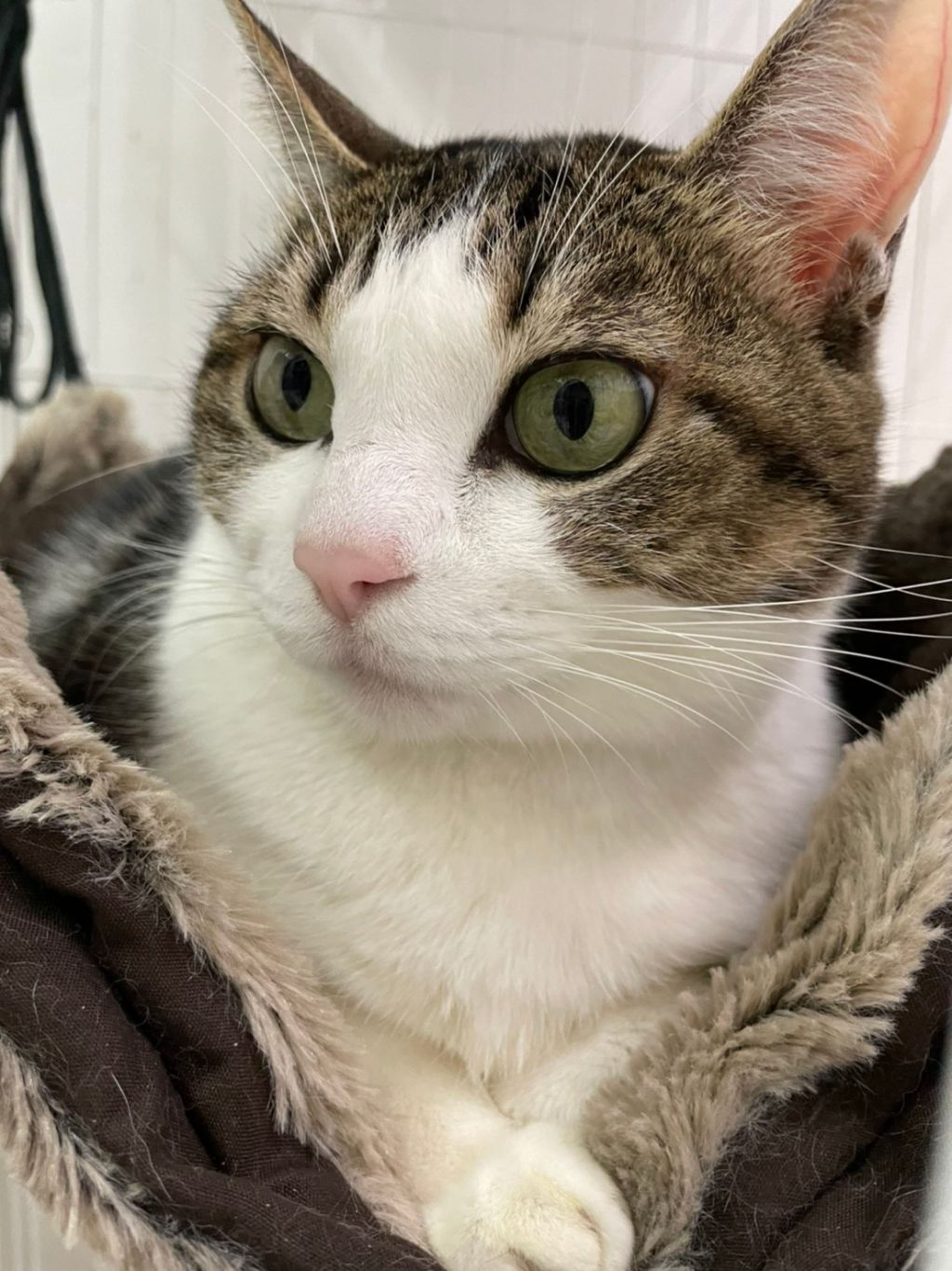 pet-image-5