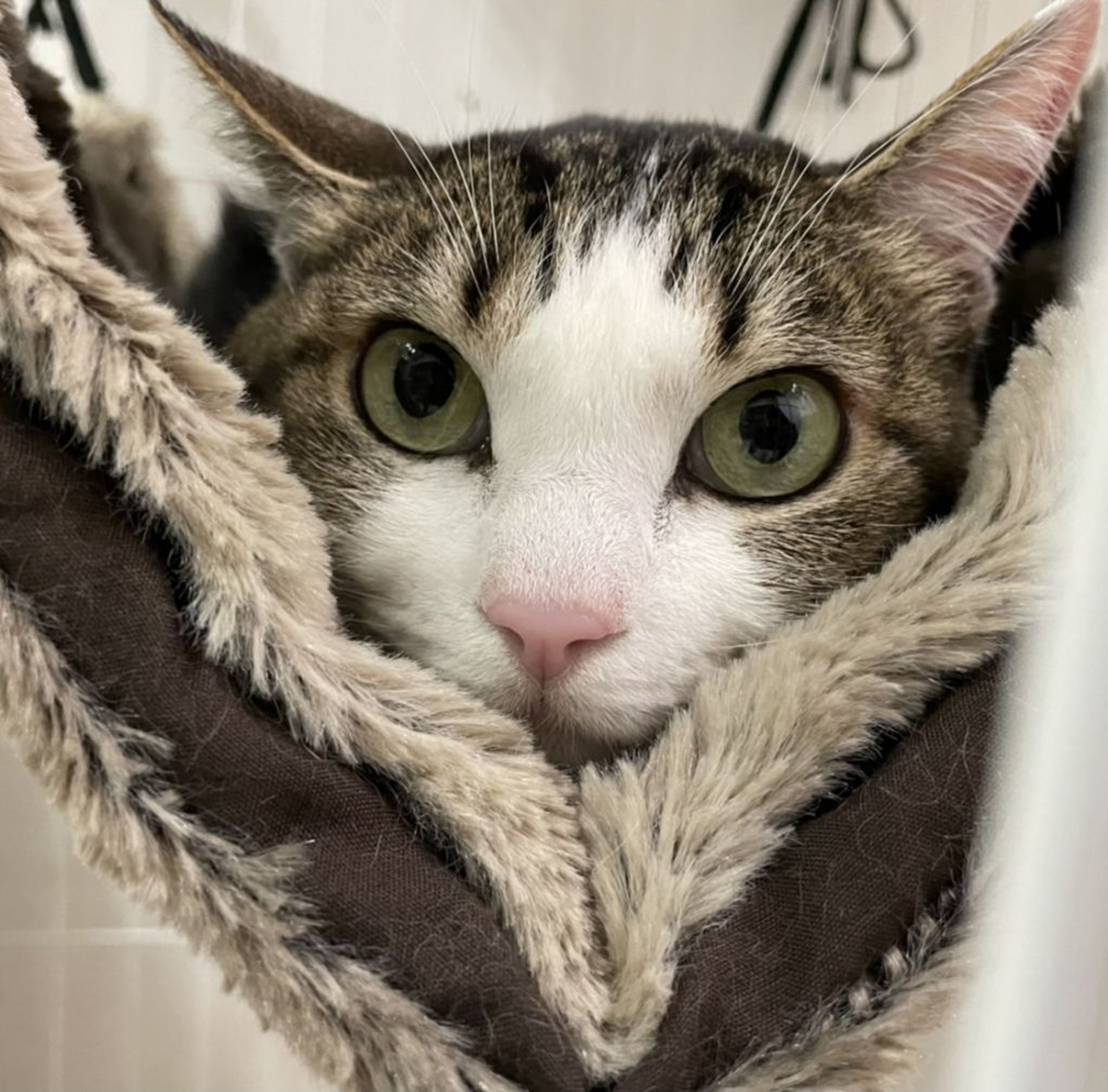 pet-image-9