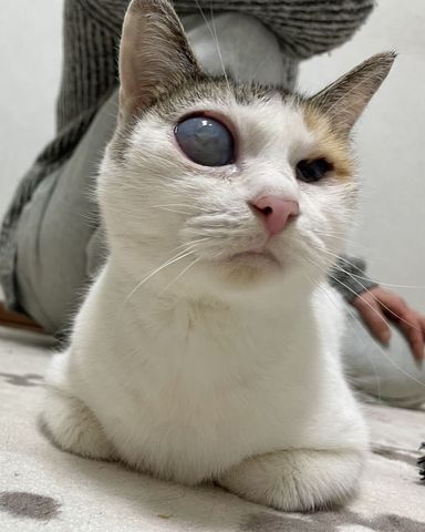 シュシュの写真