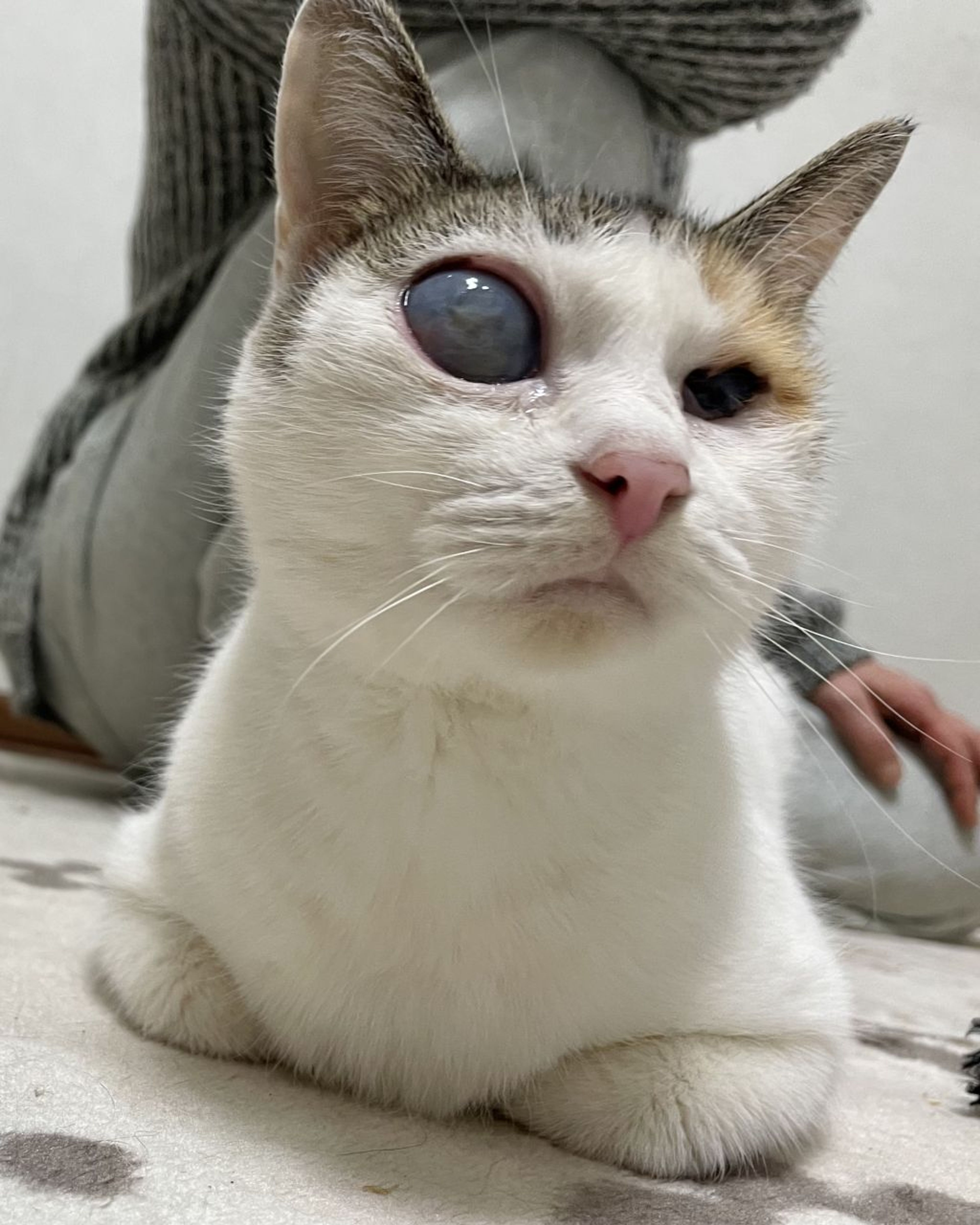 雑種（ミックス猫）・メスの里親募集の写真