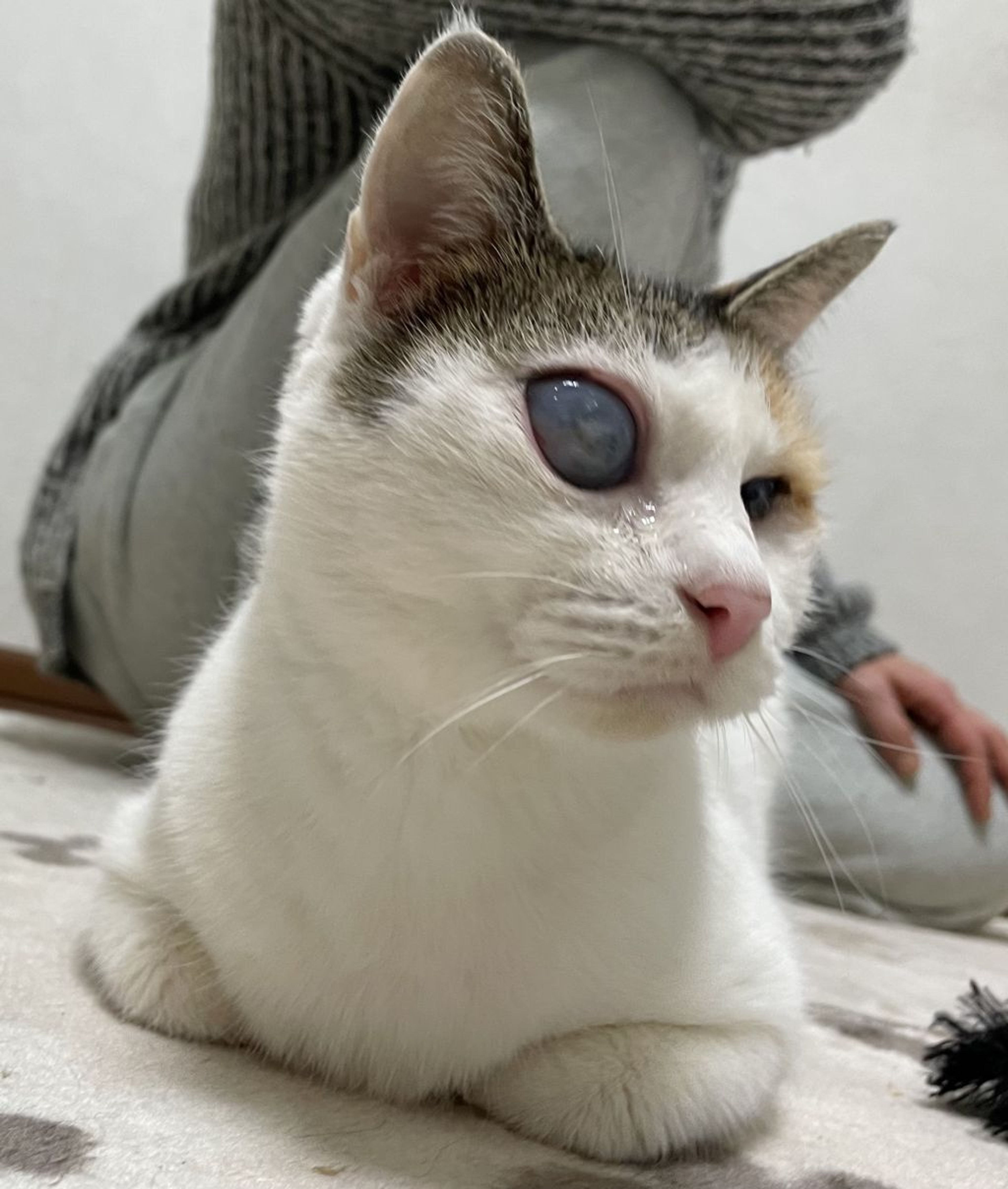 pet-image-2