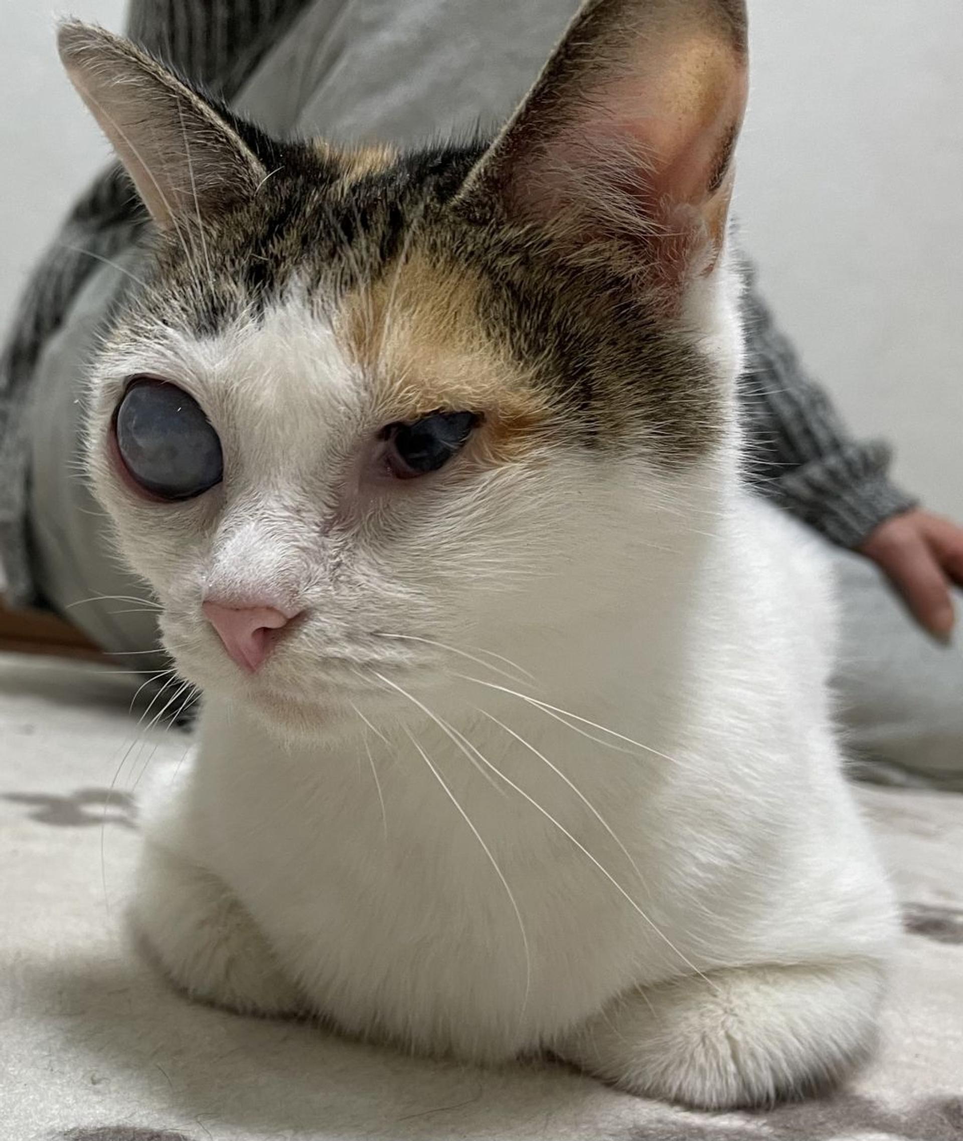 pet-image-3