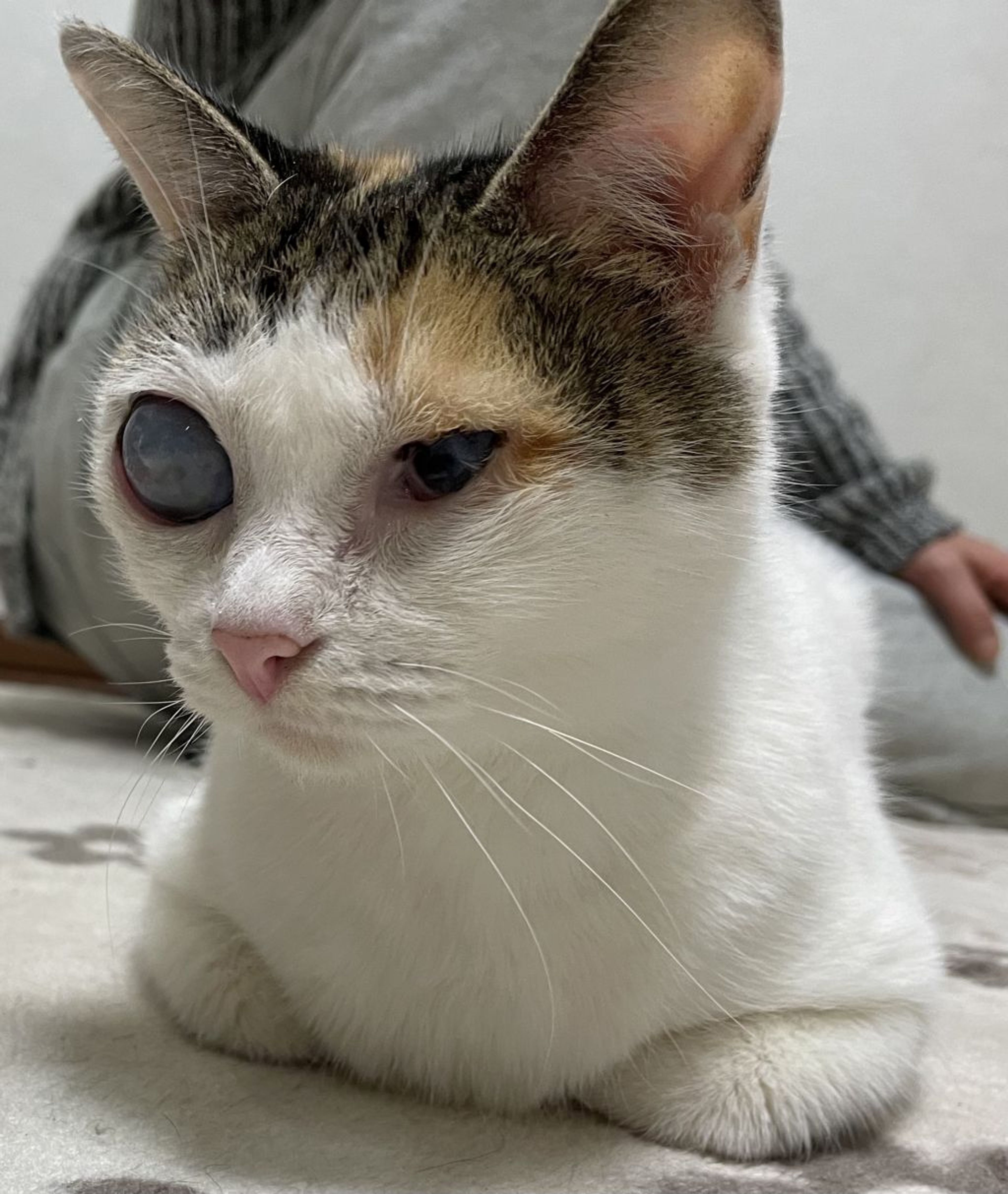 pet-image-3