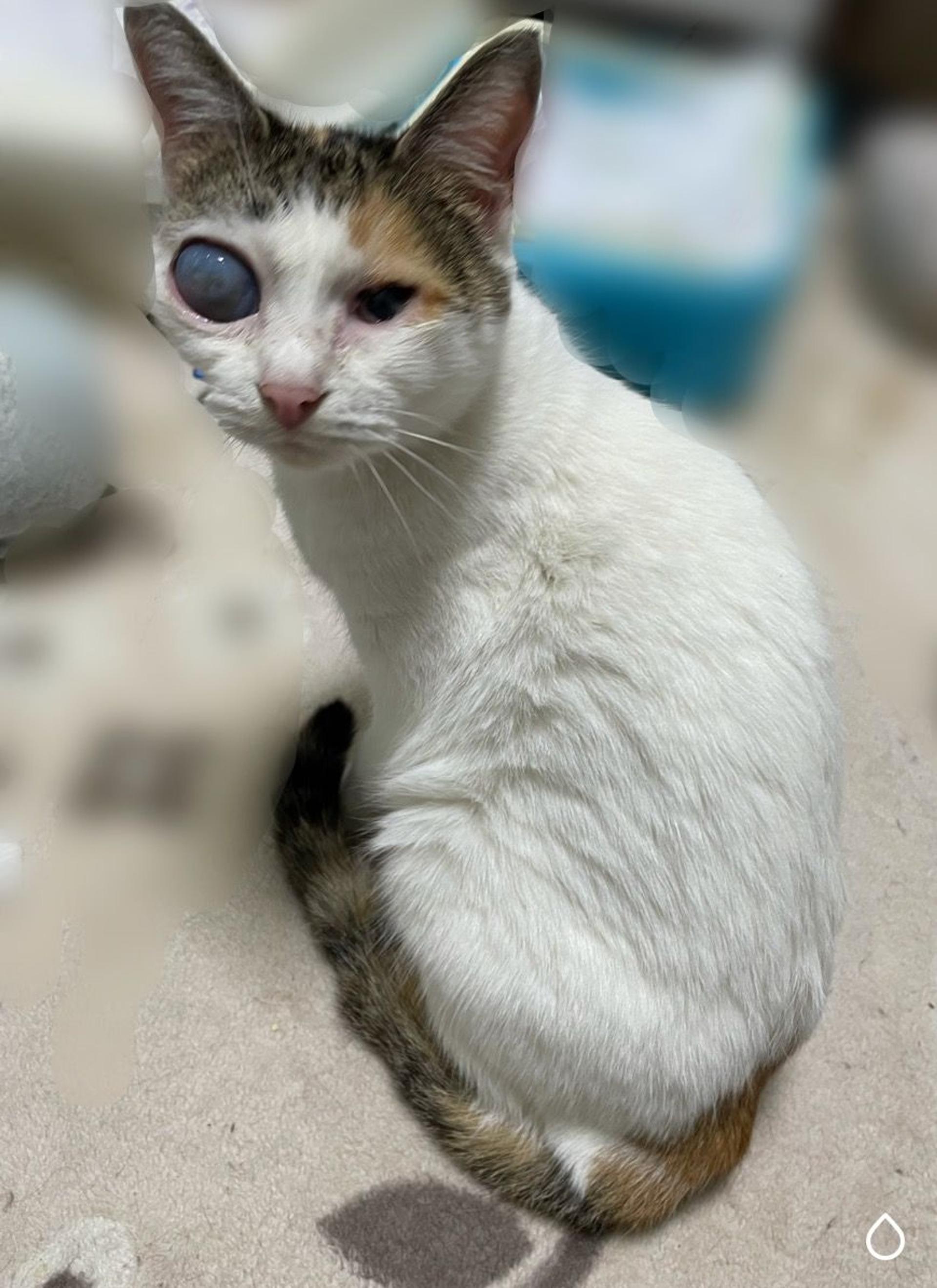 pet-image-5