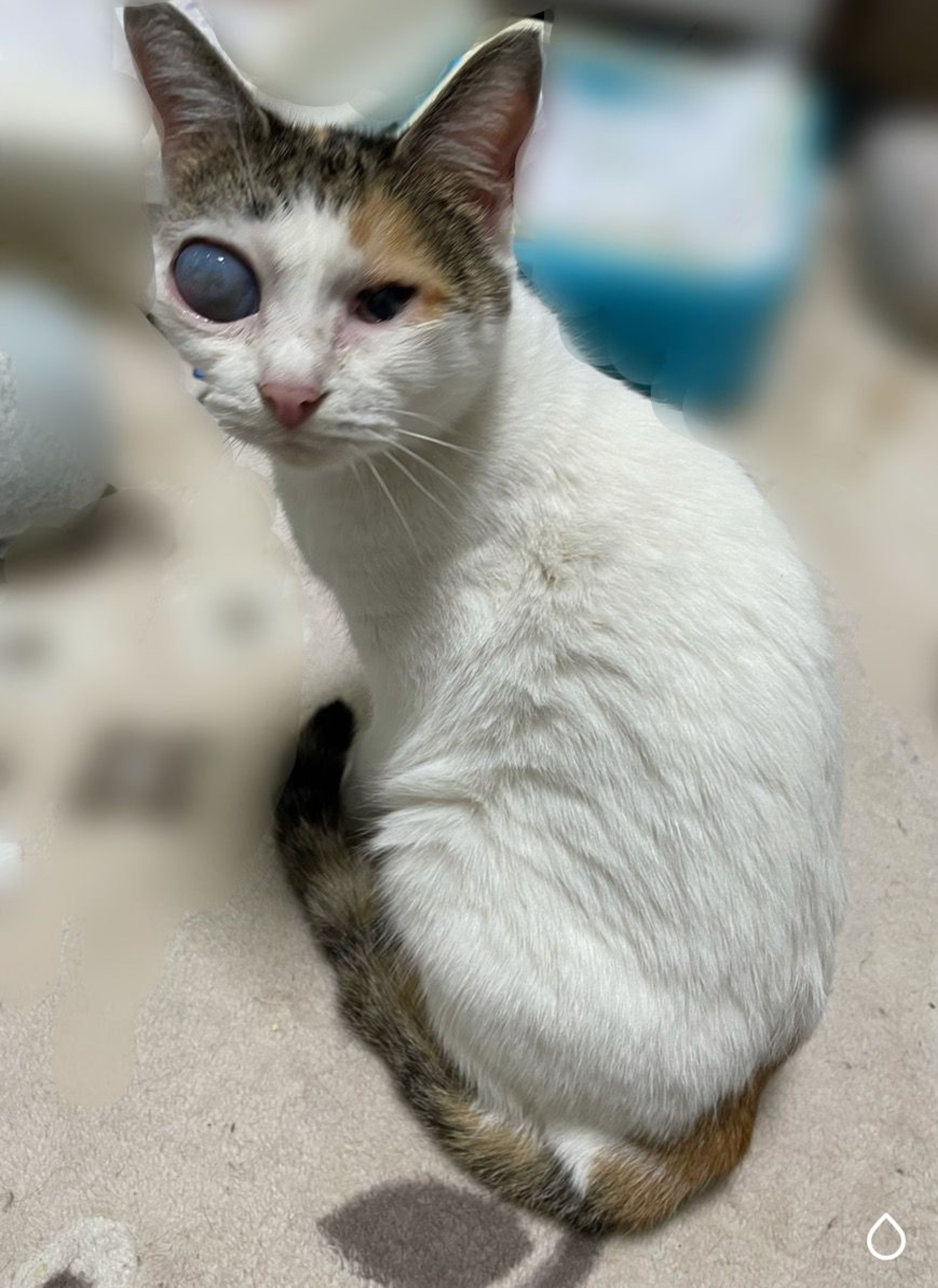 pet-image-5
