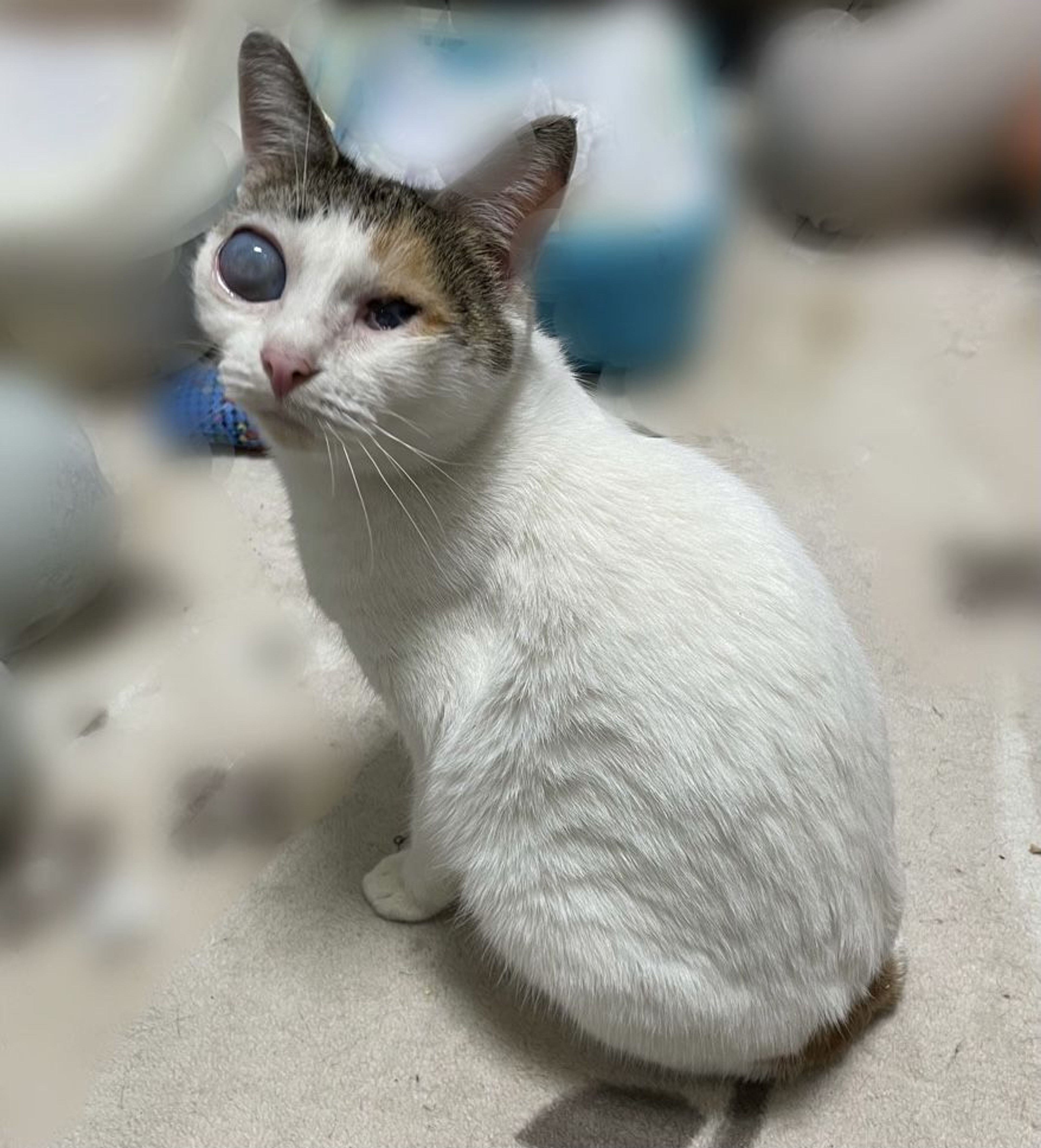 pet-image-6