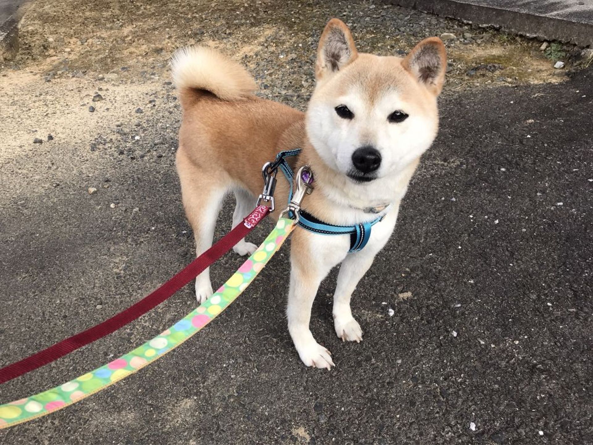 柴犬・メスの里親募集の写真