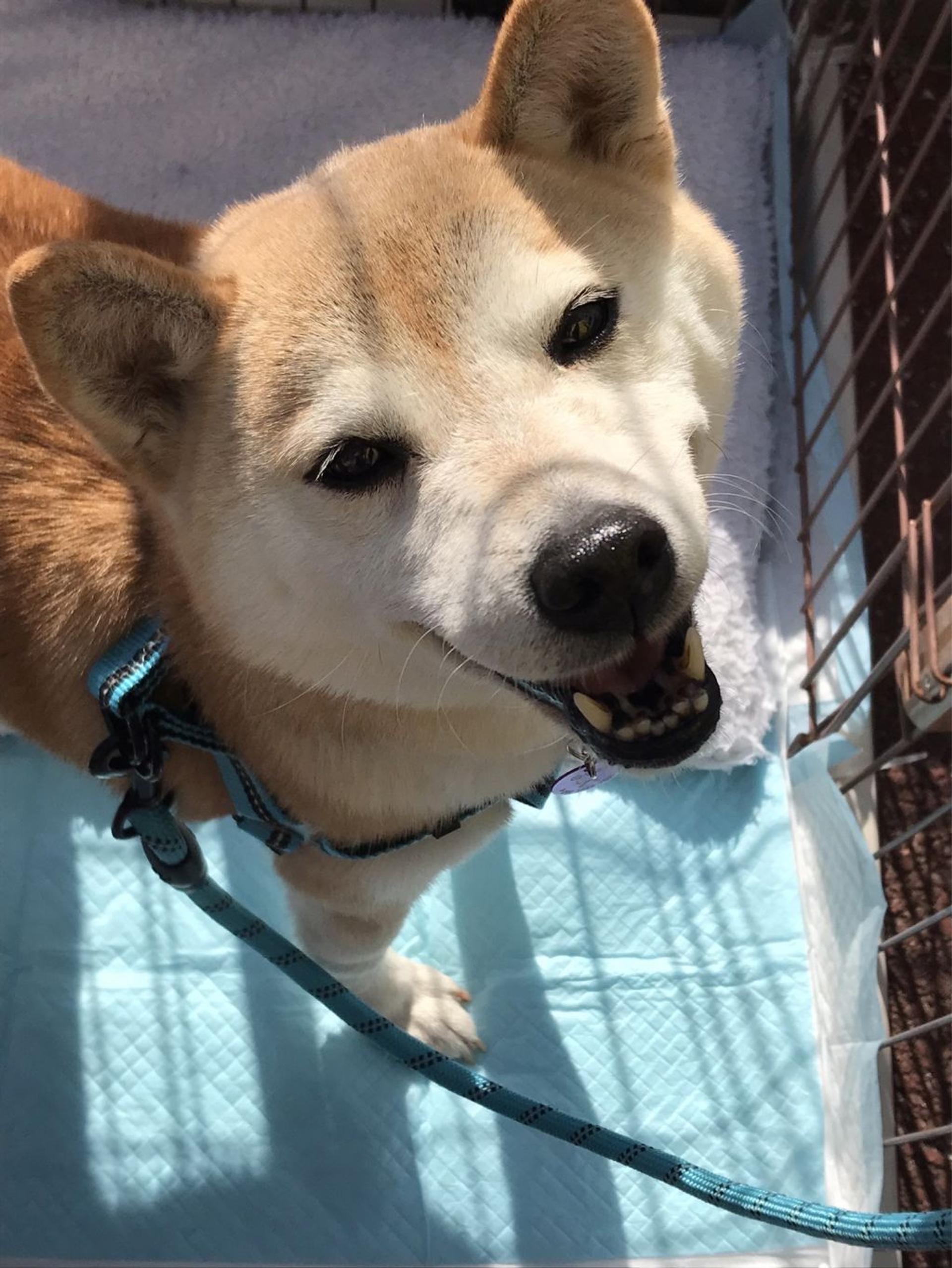 pet-image-2