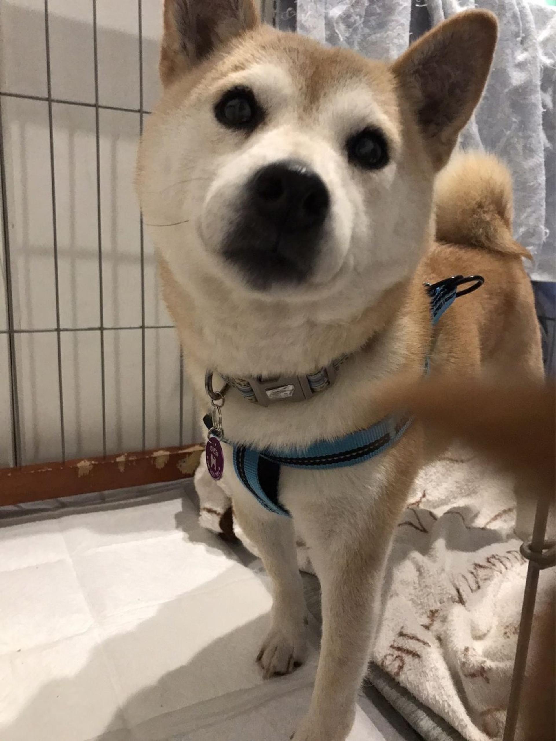 pet-image-3