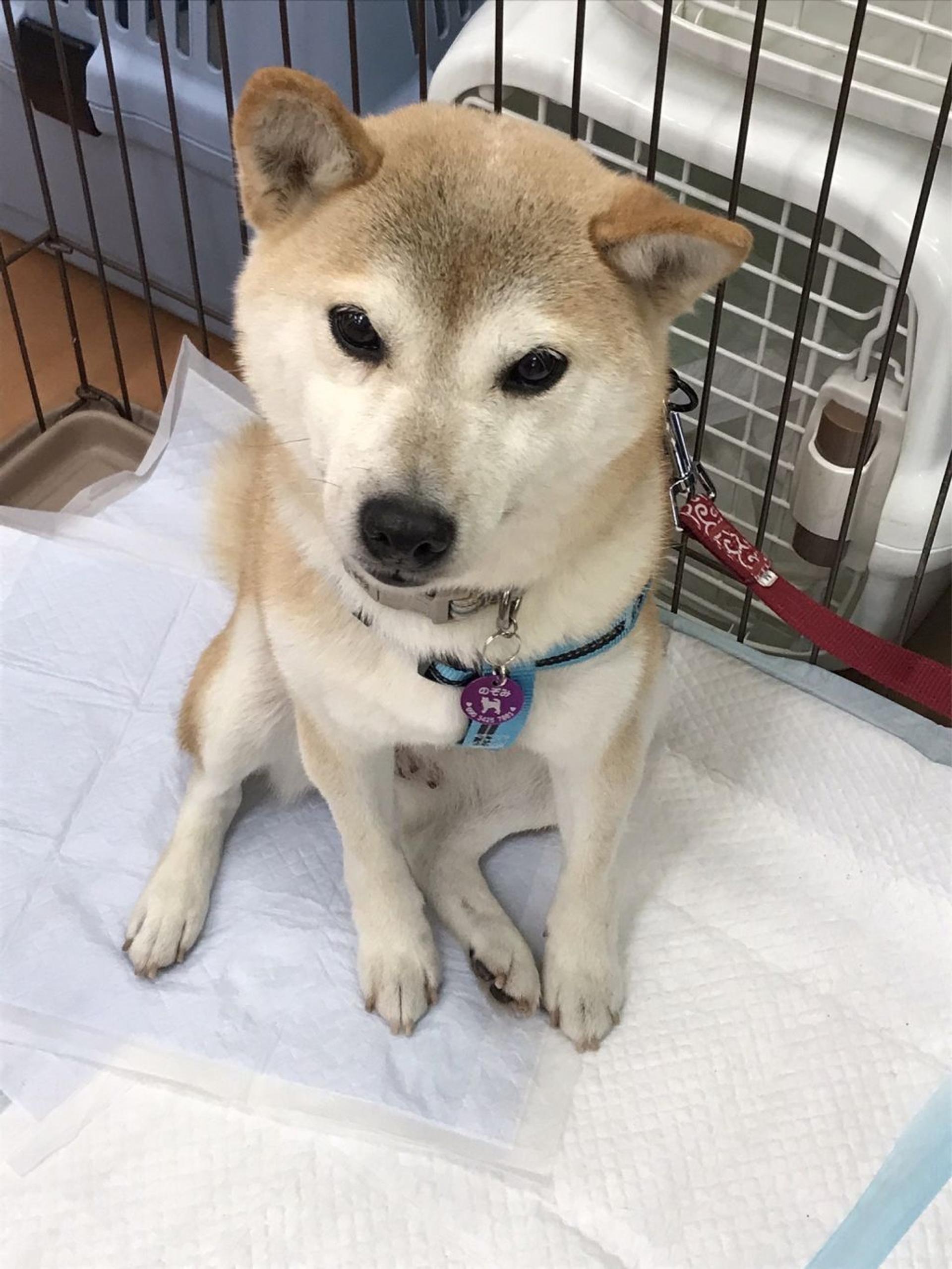 pet-image-4