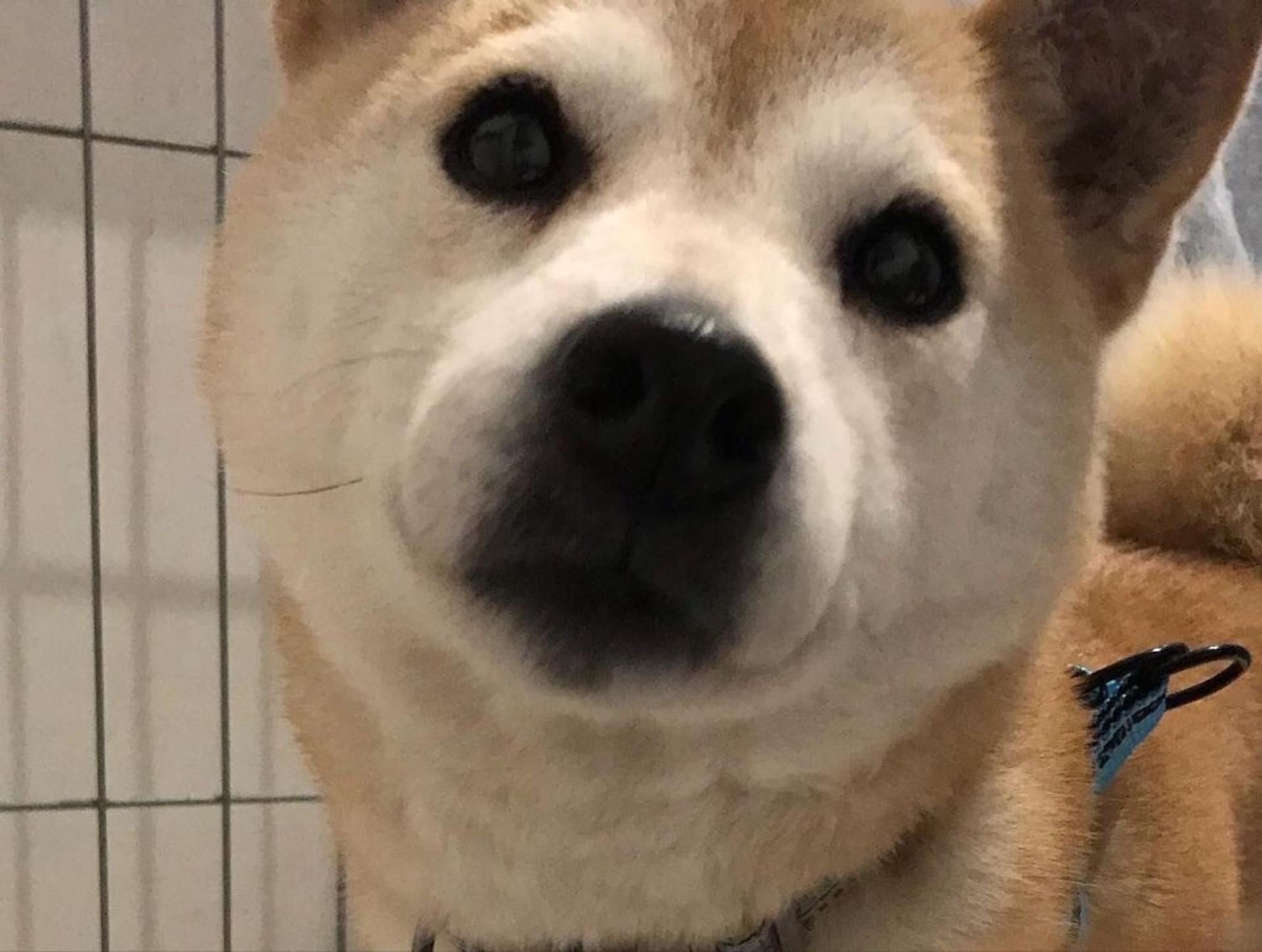 pet-image-5