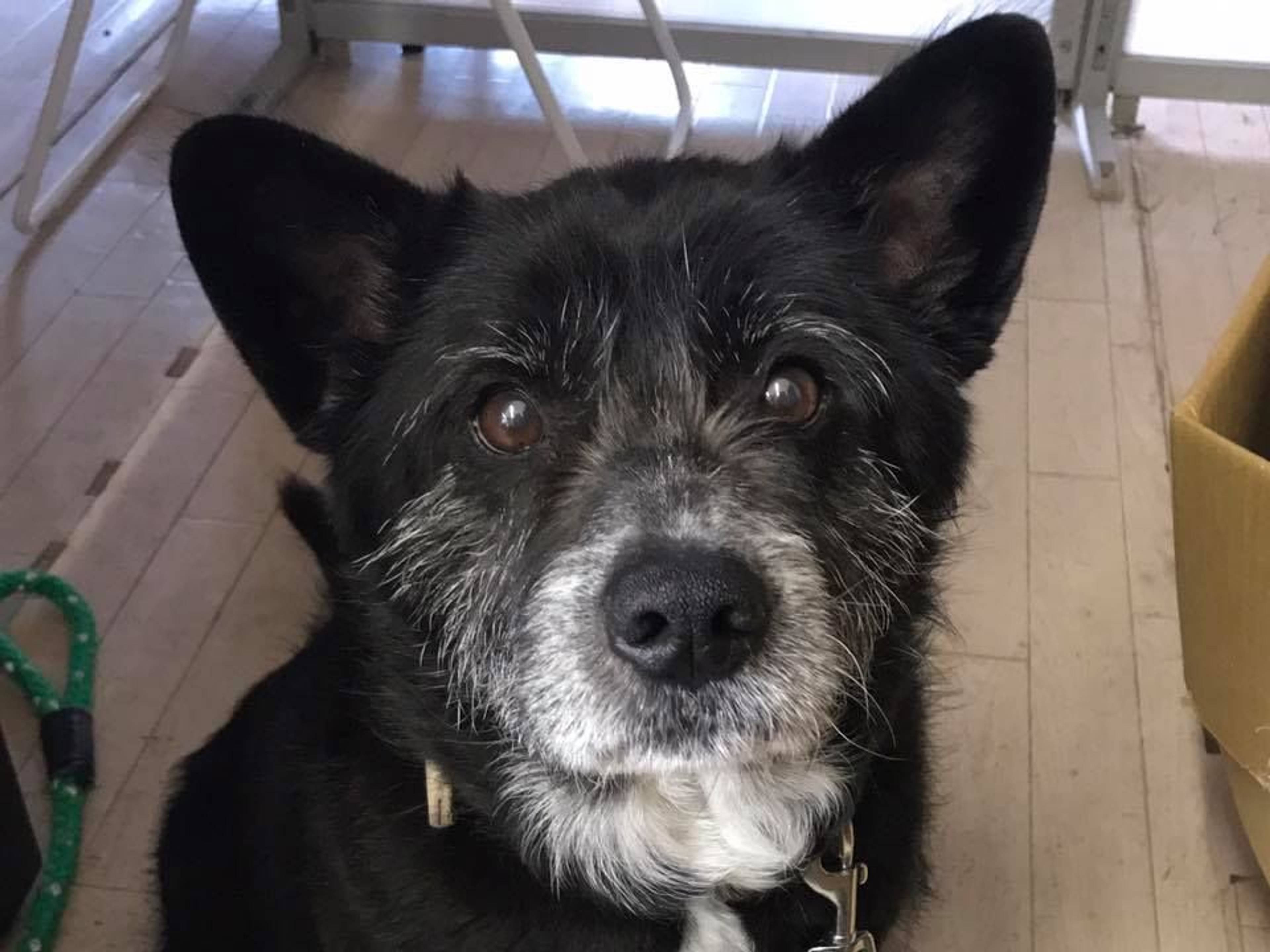 雑種（ミックス犬）・メスの里親募集の写真