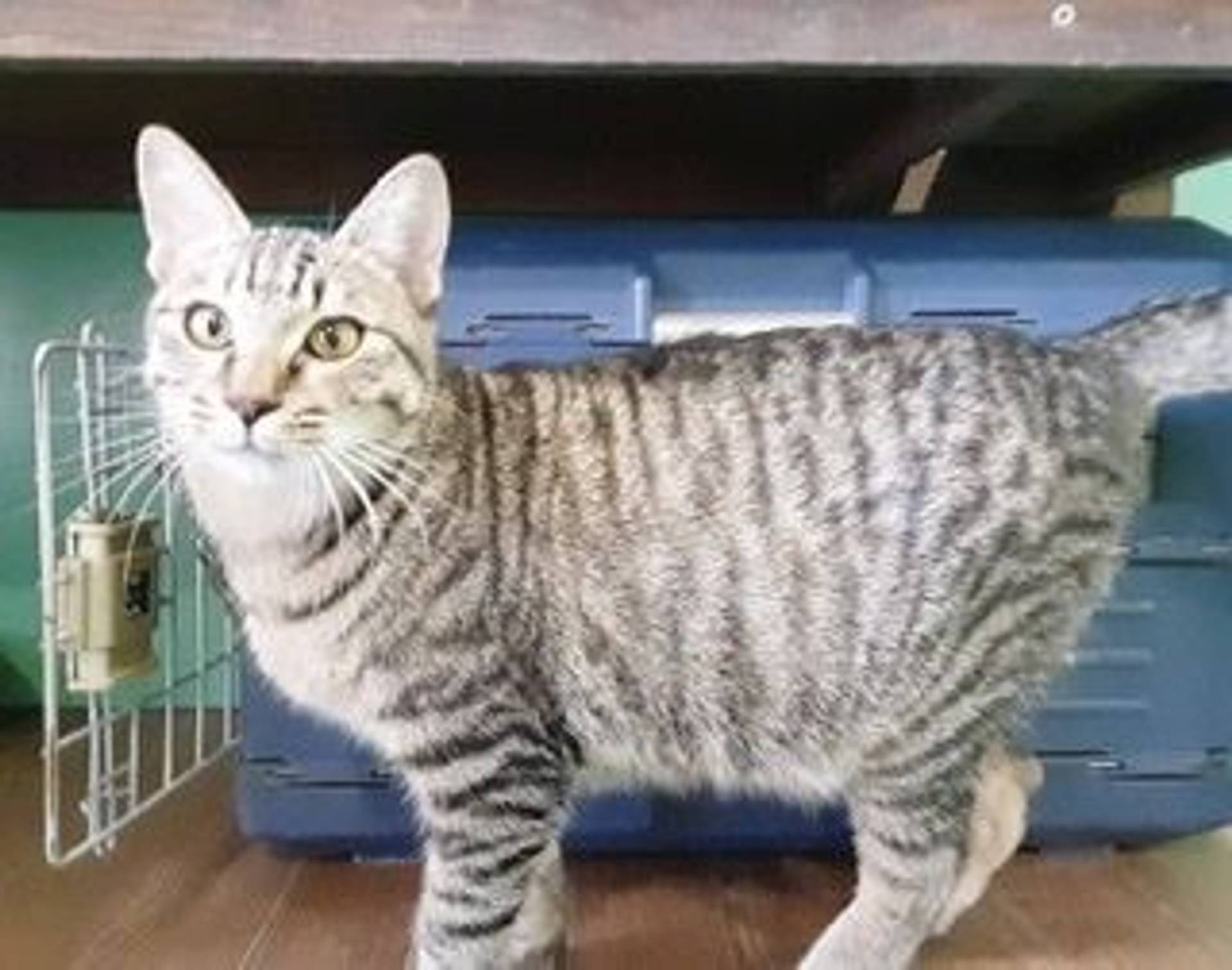 雑種（ミックス猫）・オスの里親募集の写真