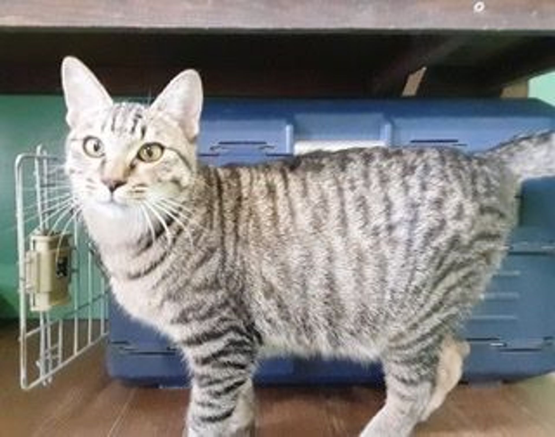 雑種（ミックス猫）・オスの里親募集の写真