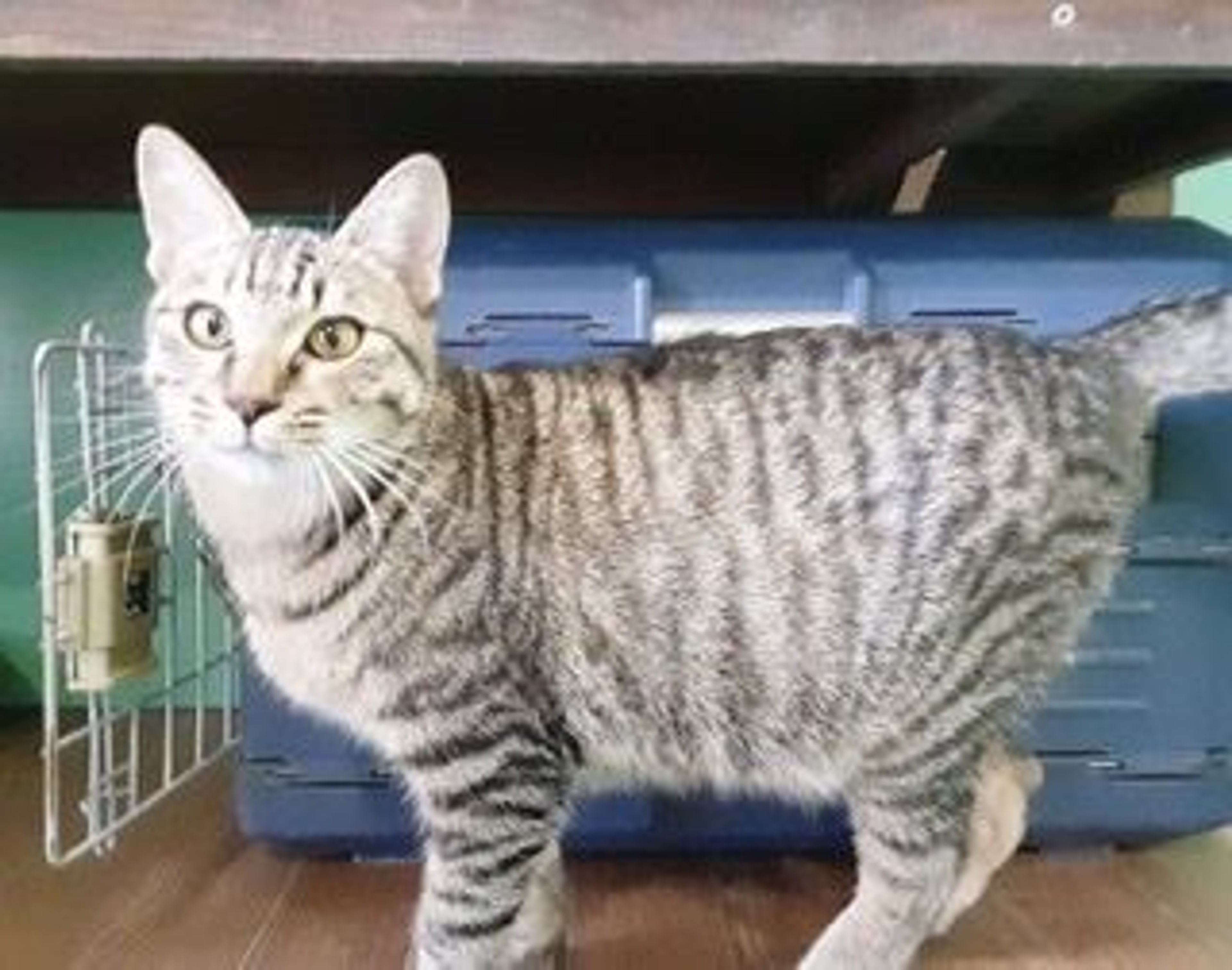 雑種（ミックス猫）・オスの里親募集の写真