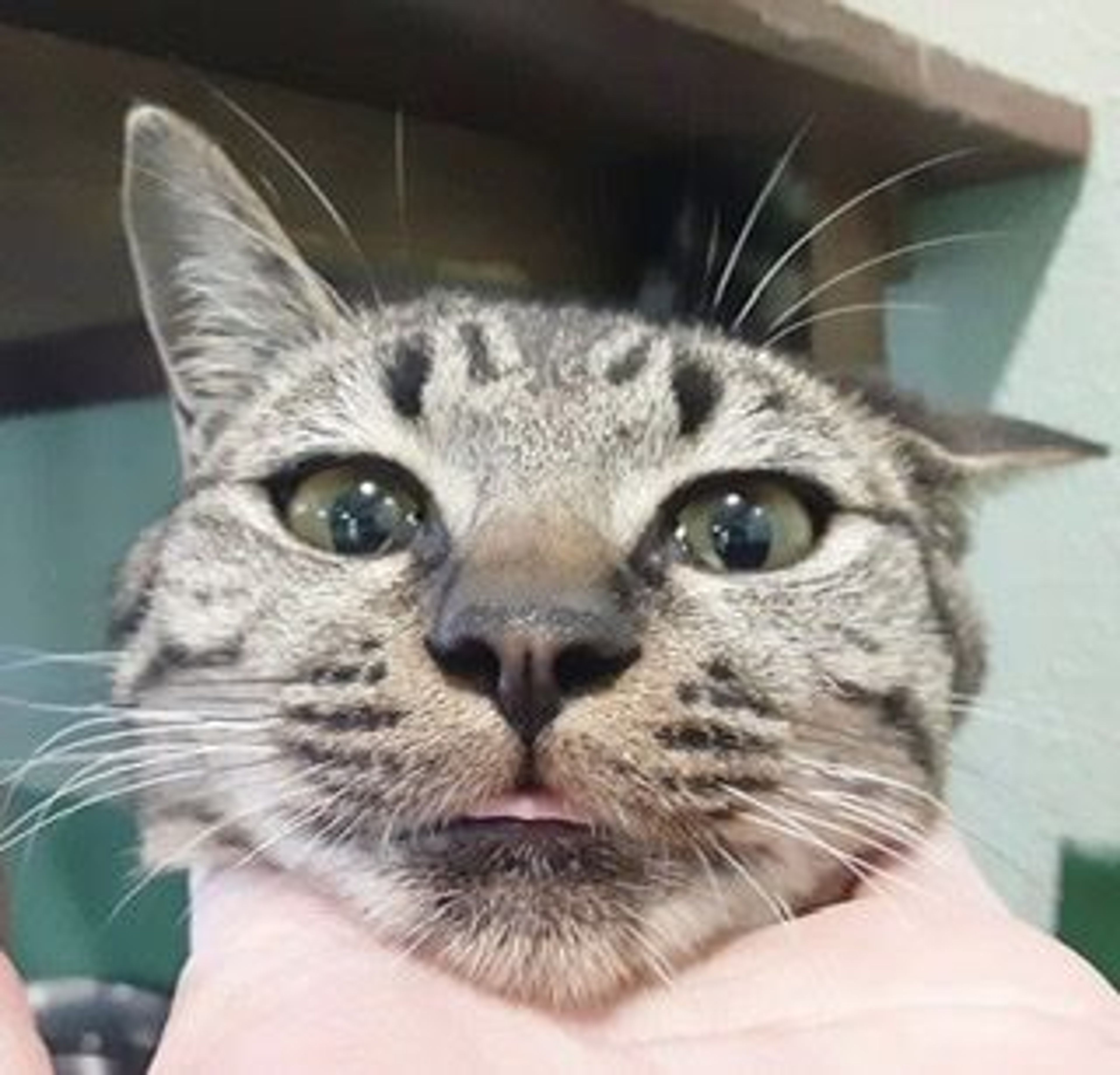 pet-image-3