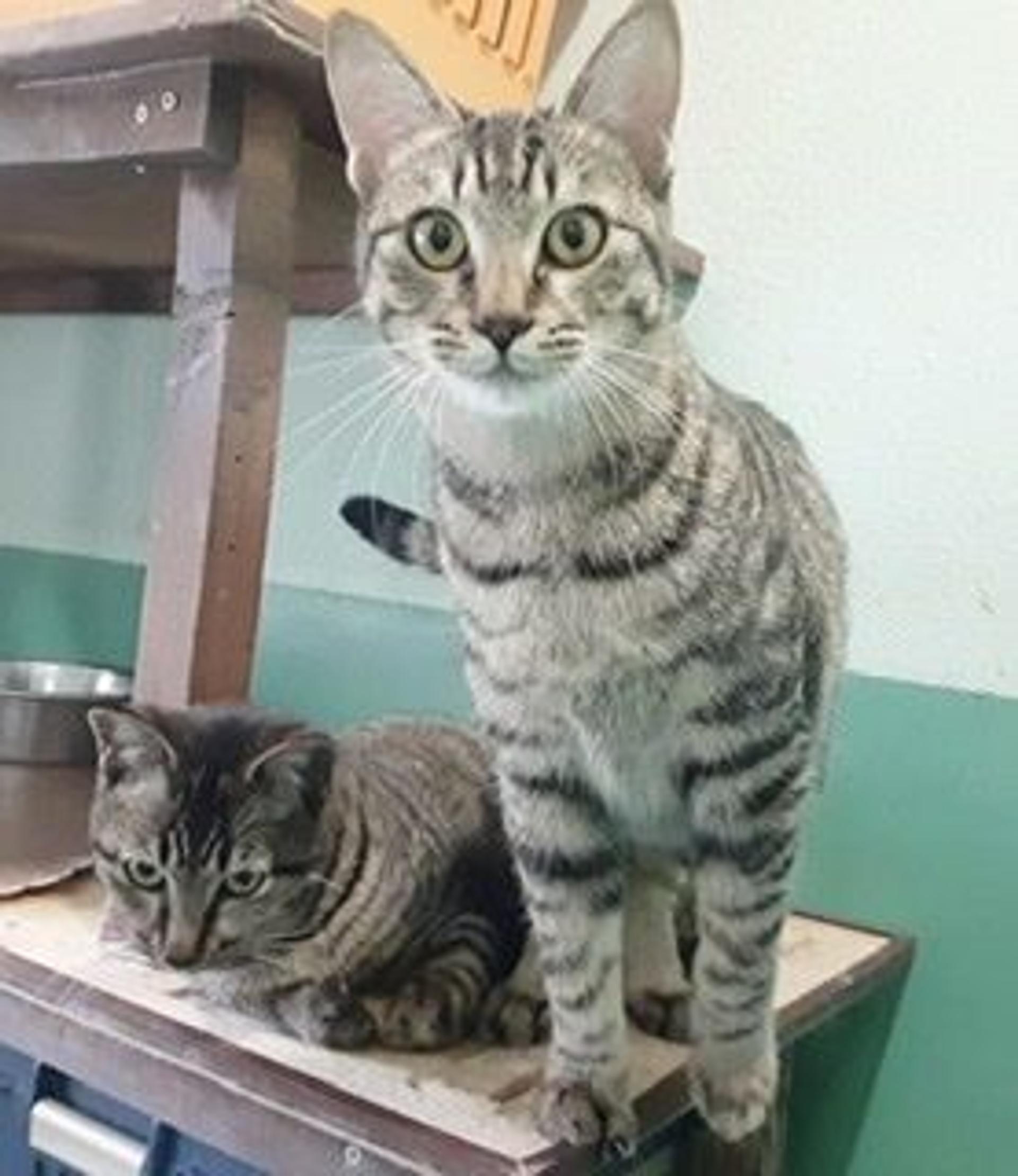 pet-image-4