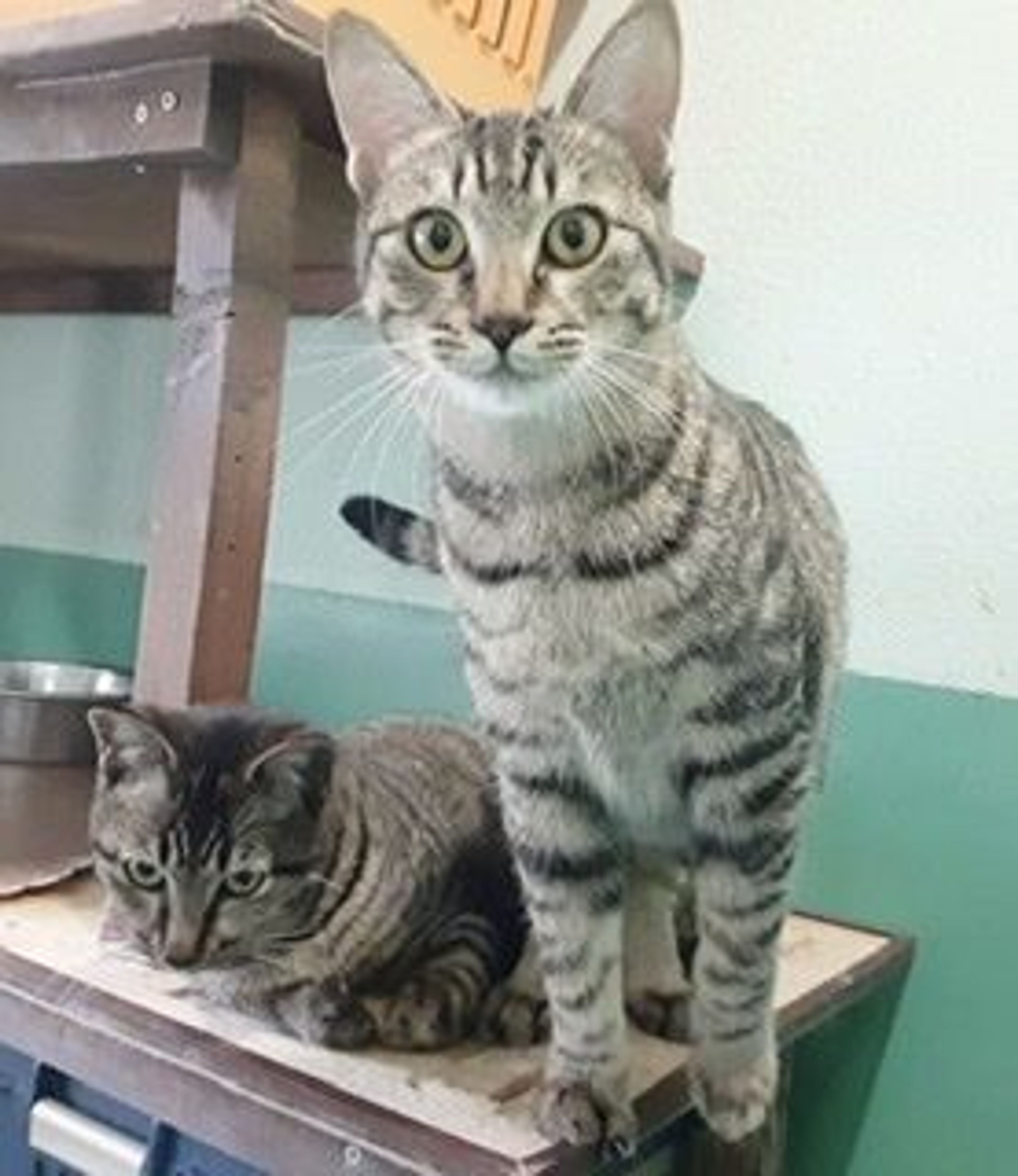 pet-image-4