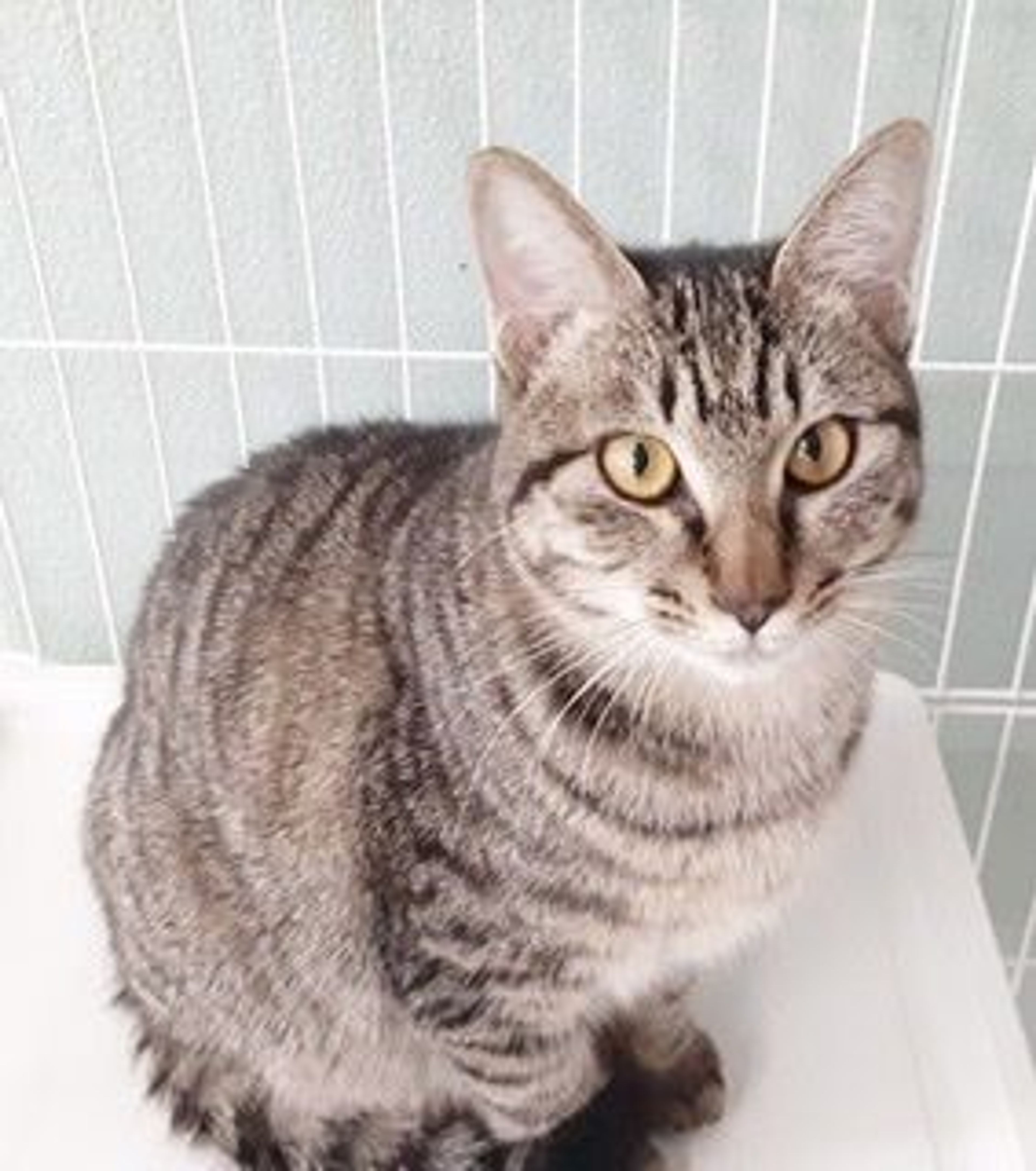 pet-image-5