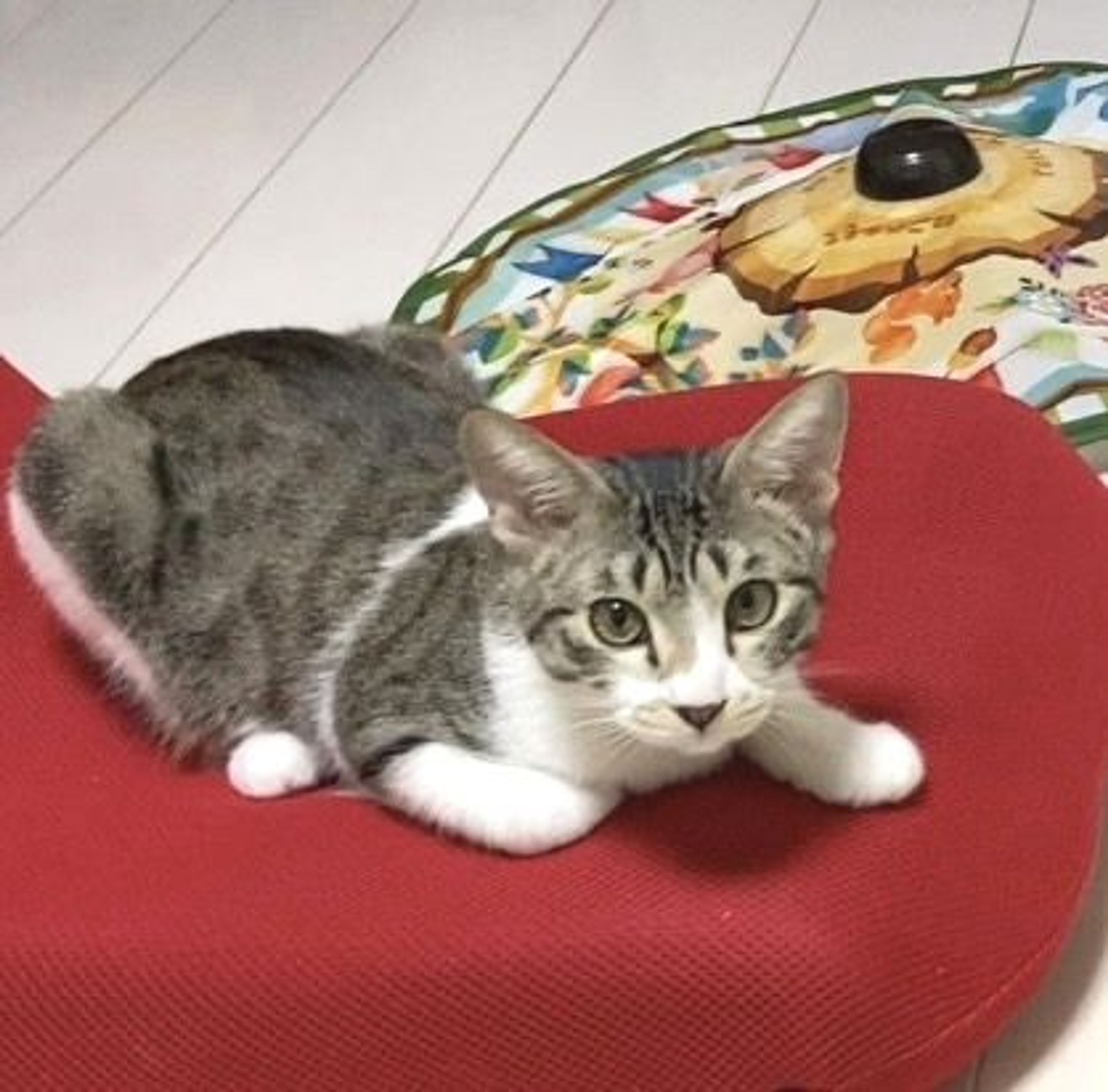 pet-image-2