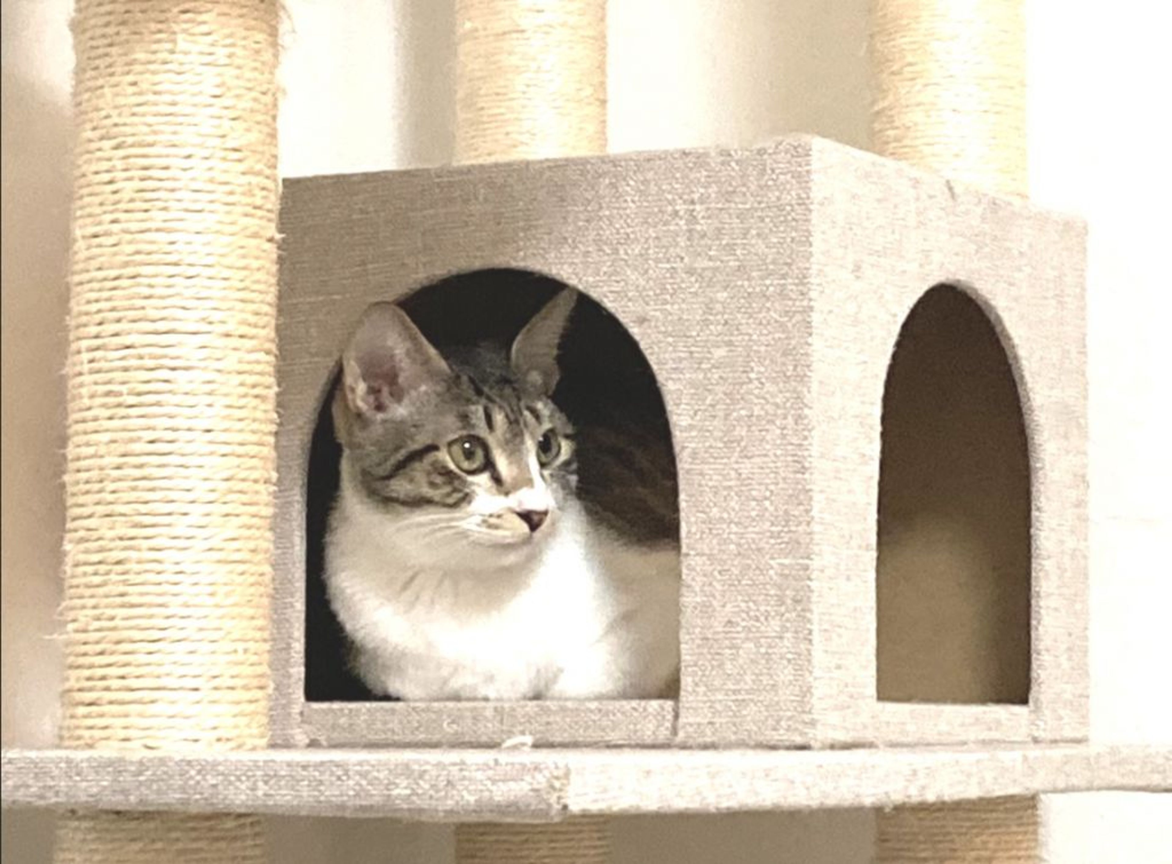 pet-image-4