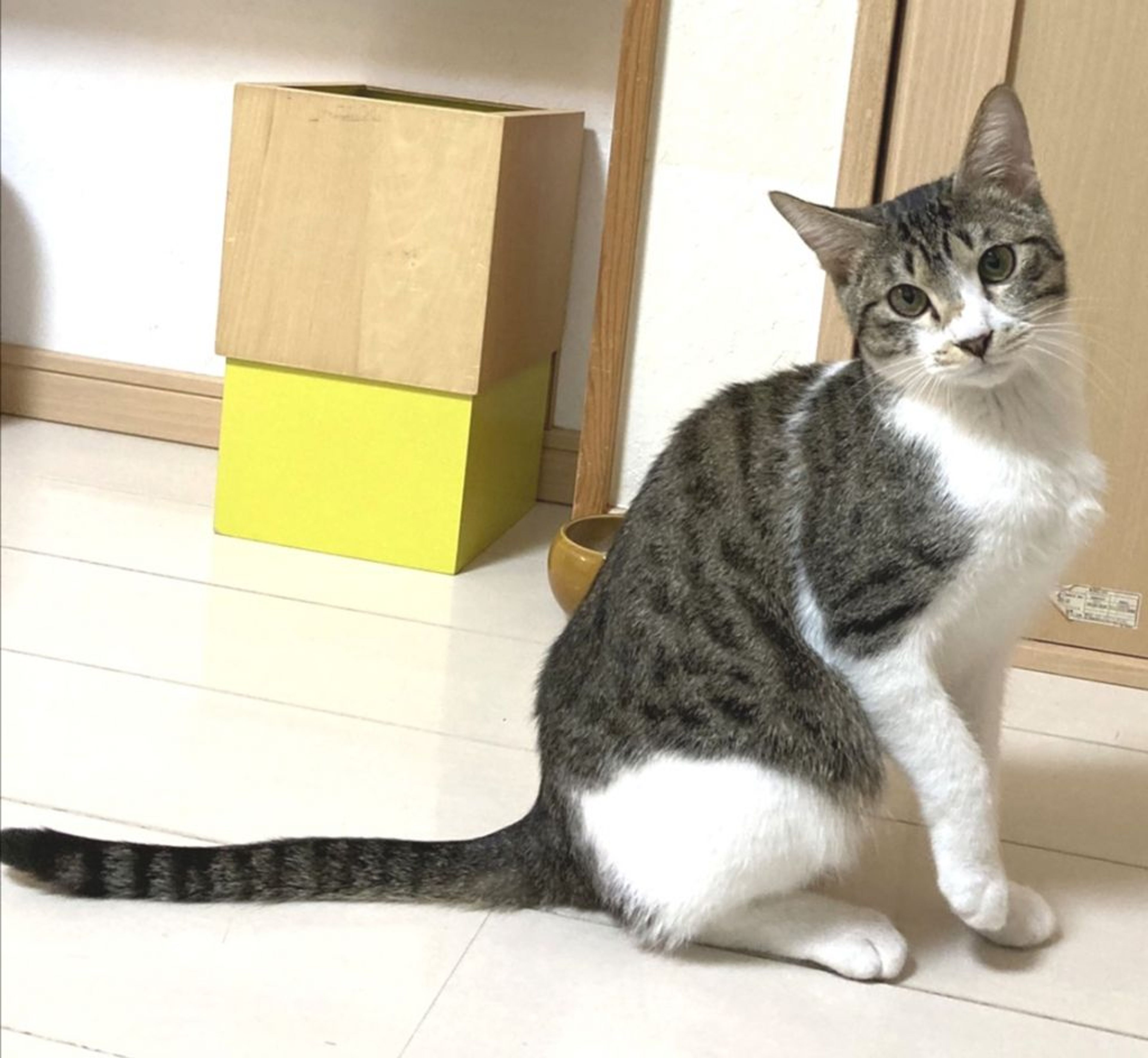 pet-image-5