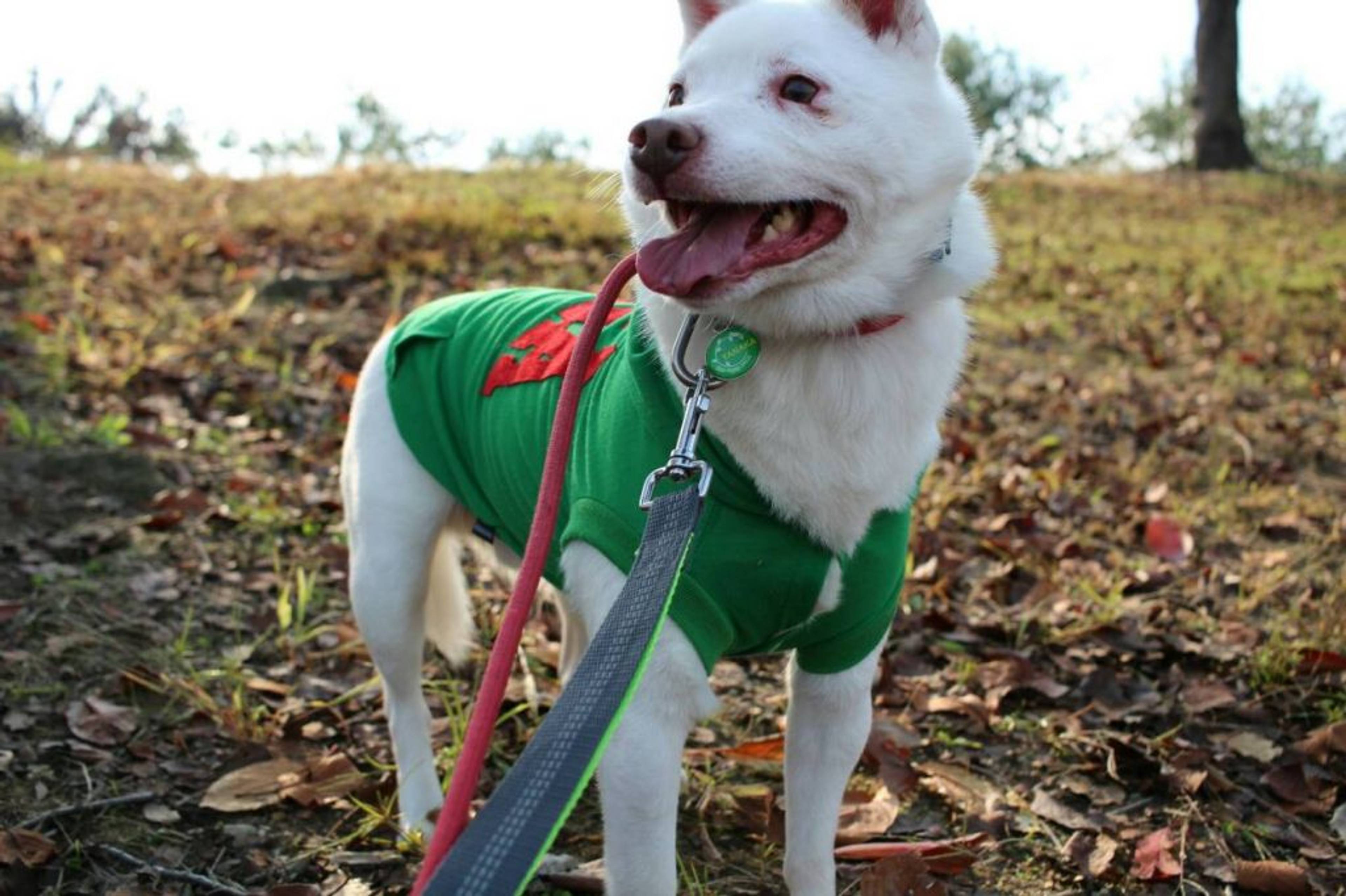 雑種（ミックス犬）・オスの里親募集の写真