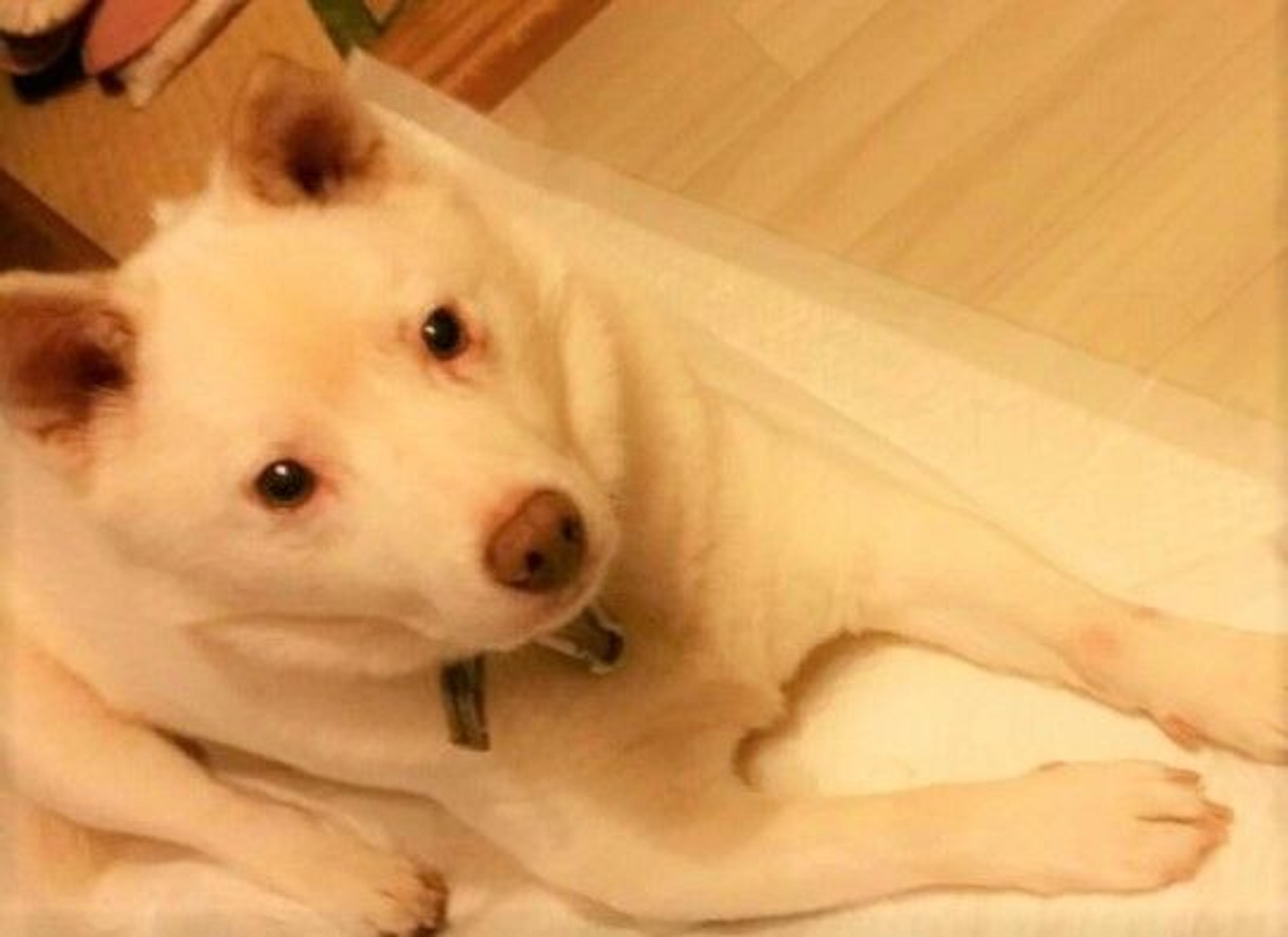 pet-image-3