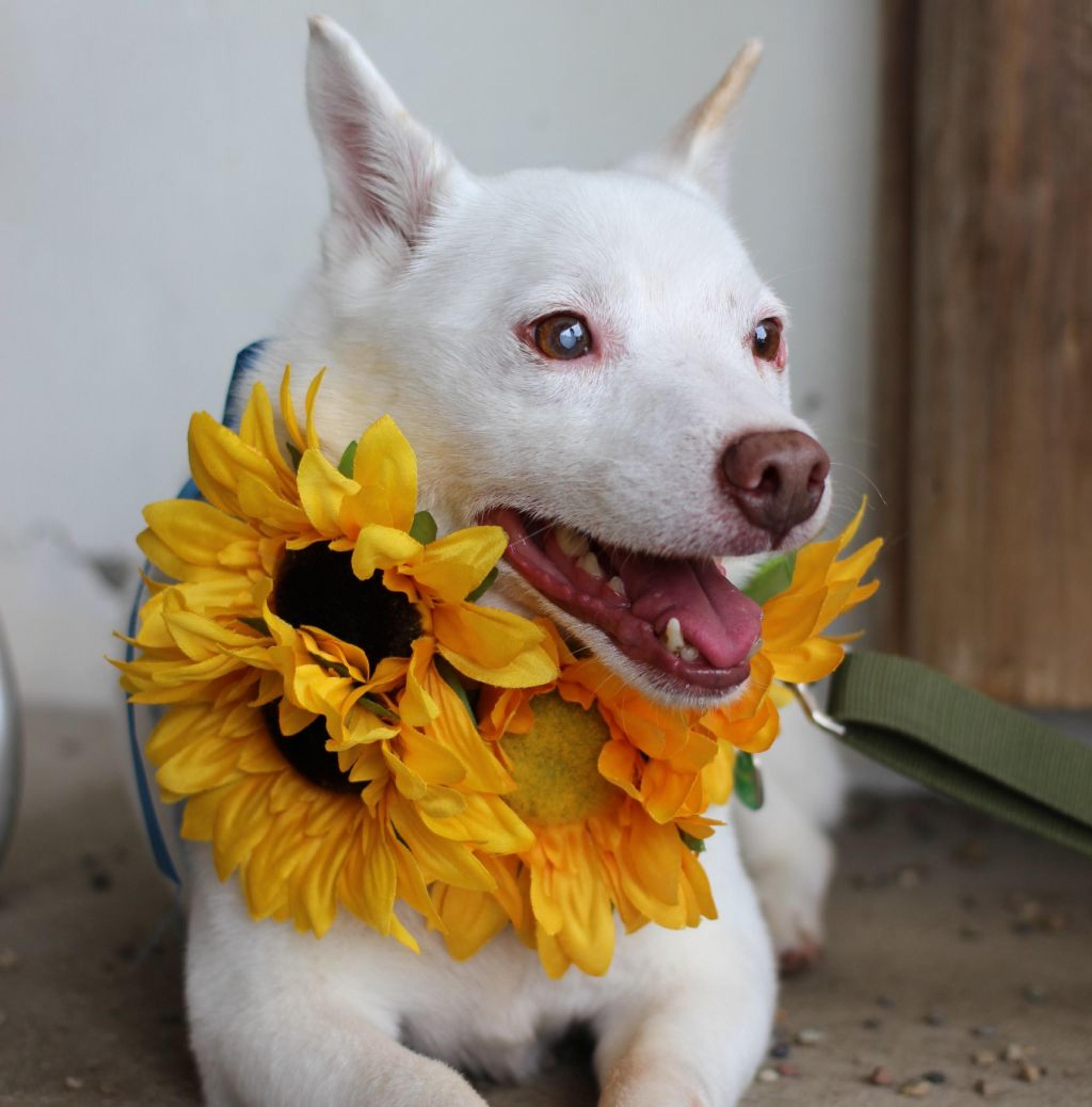 pet-image-2