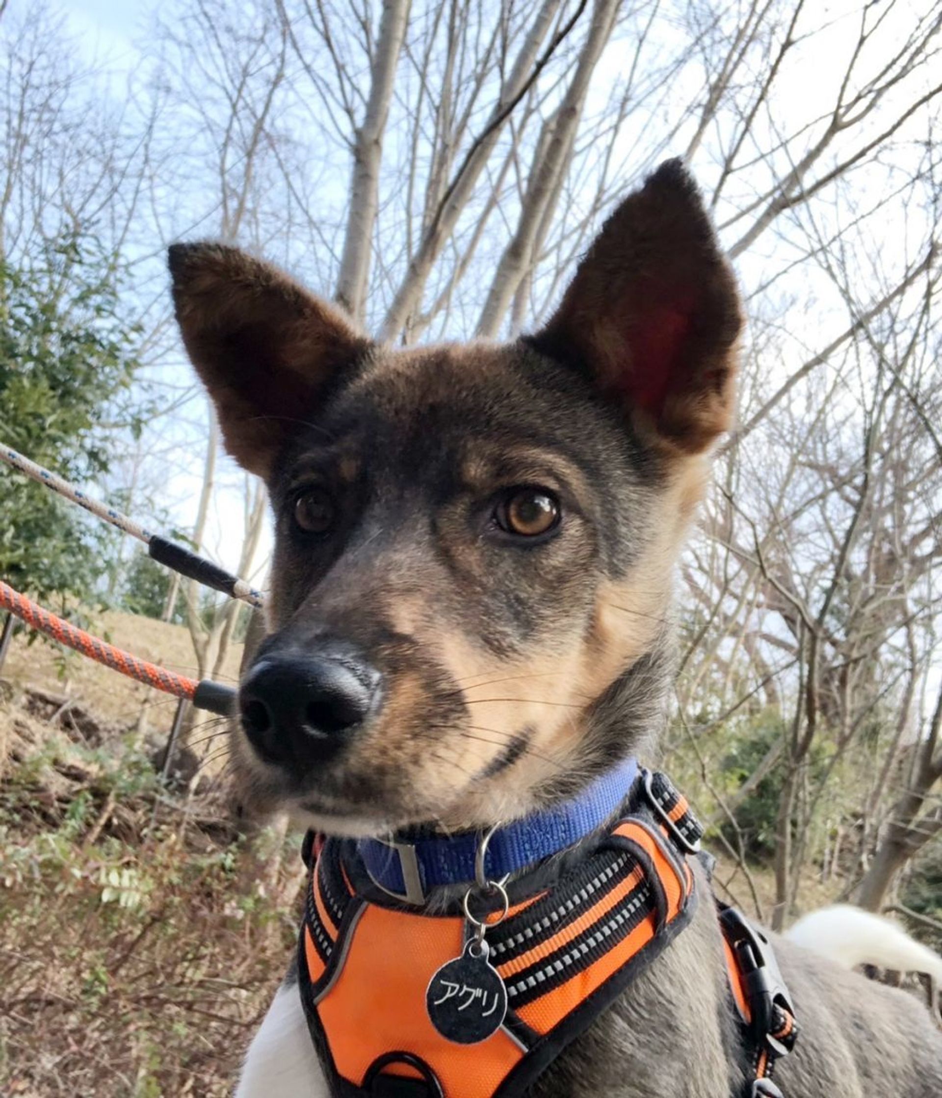 雑種（ミックス犬）・オスの里親募集の写真