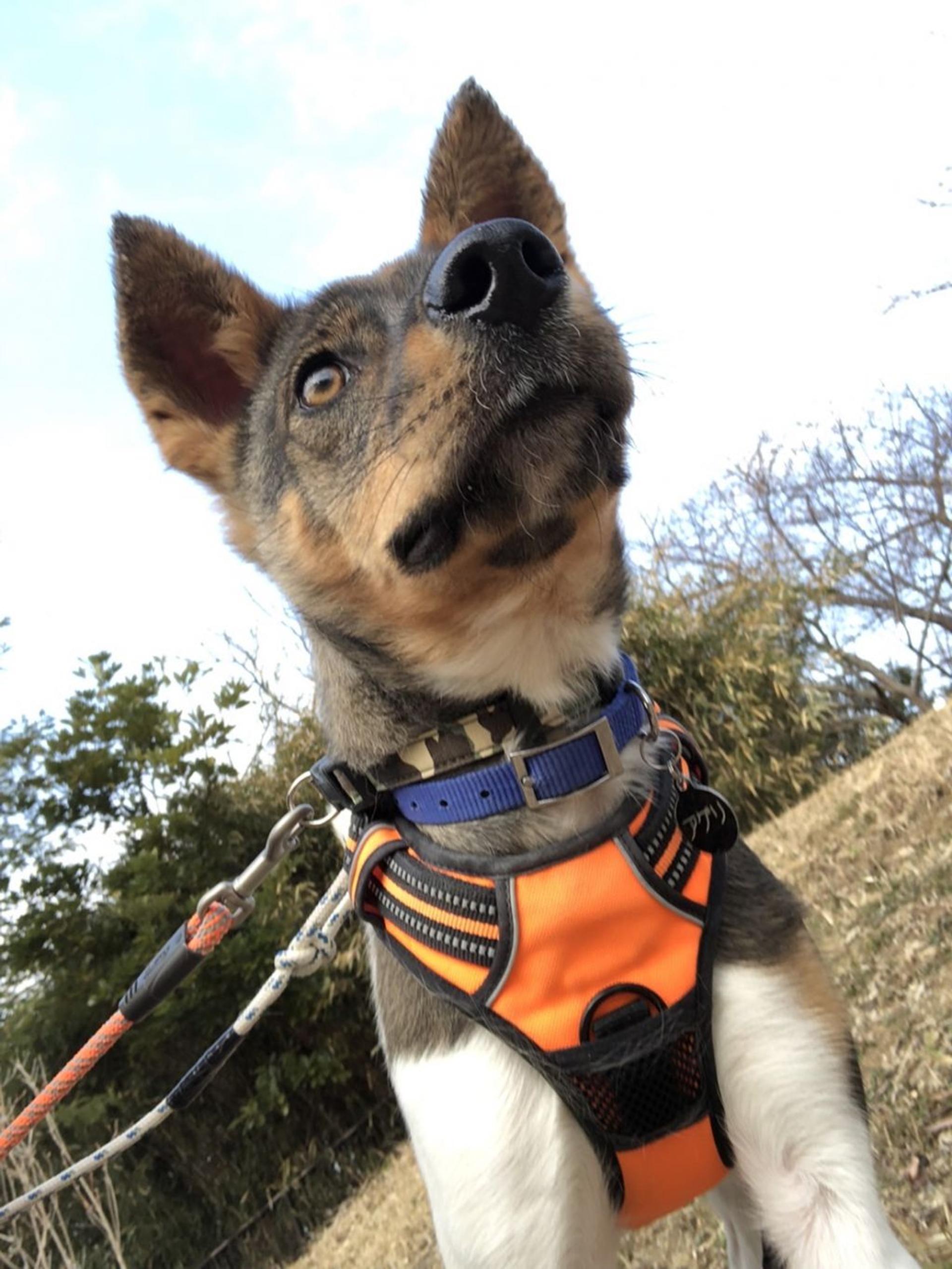 pet-image-2