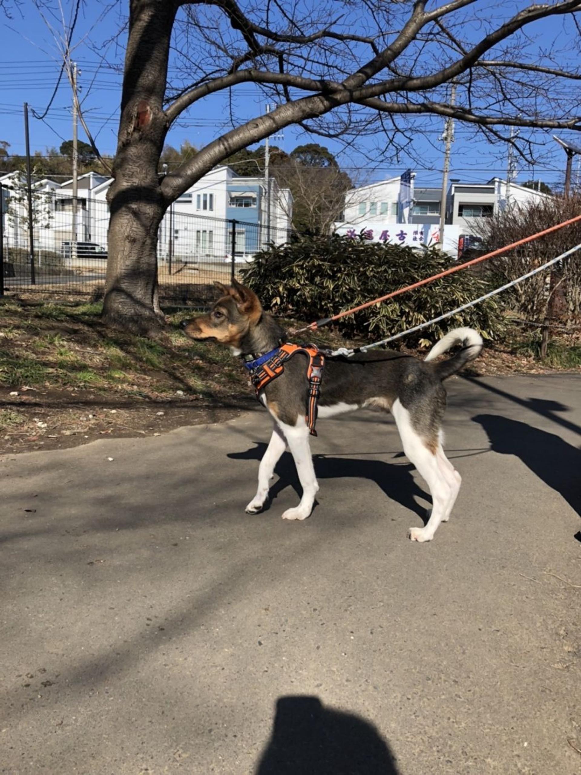pet-image-5
