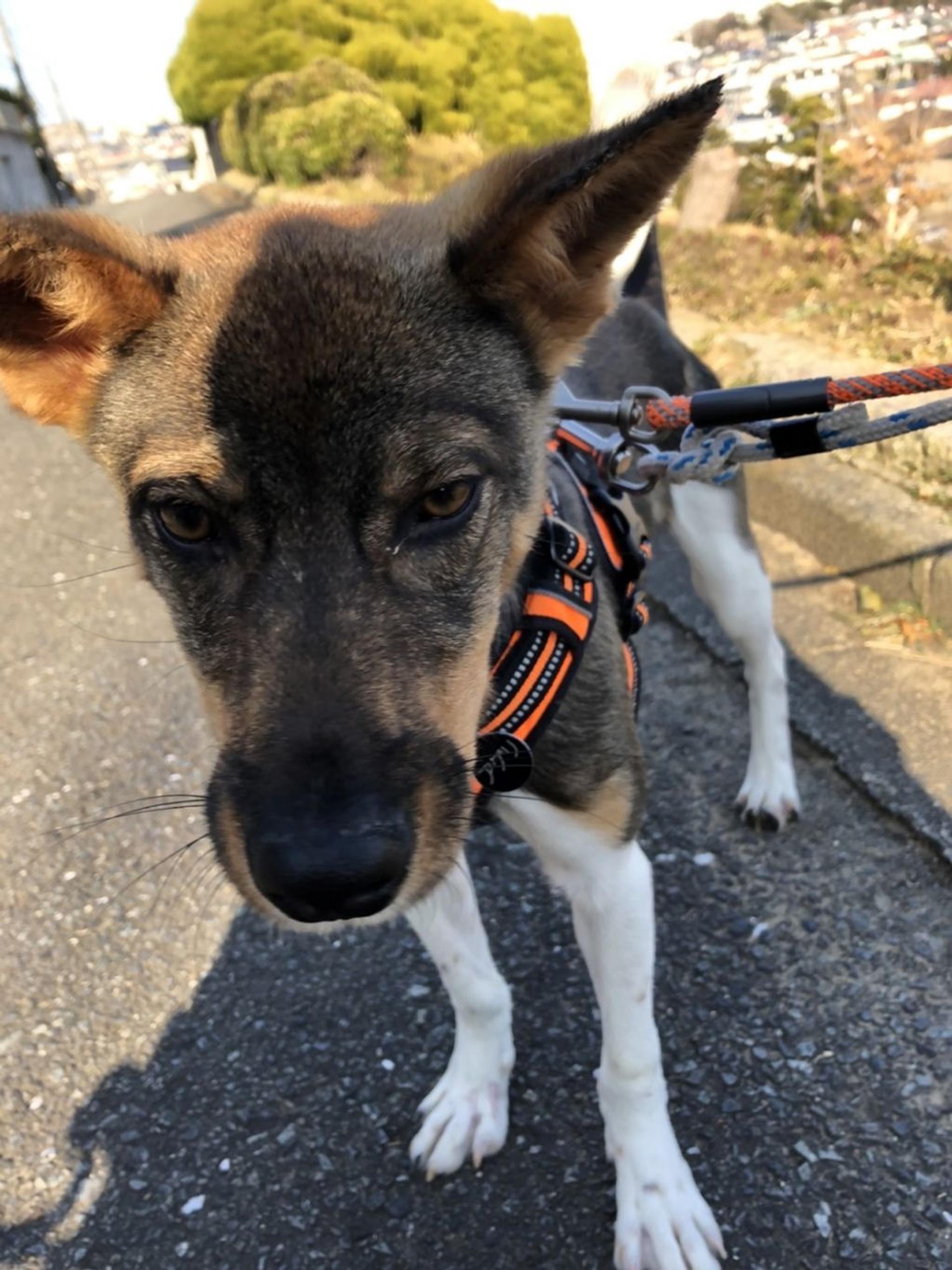 pet-image-6