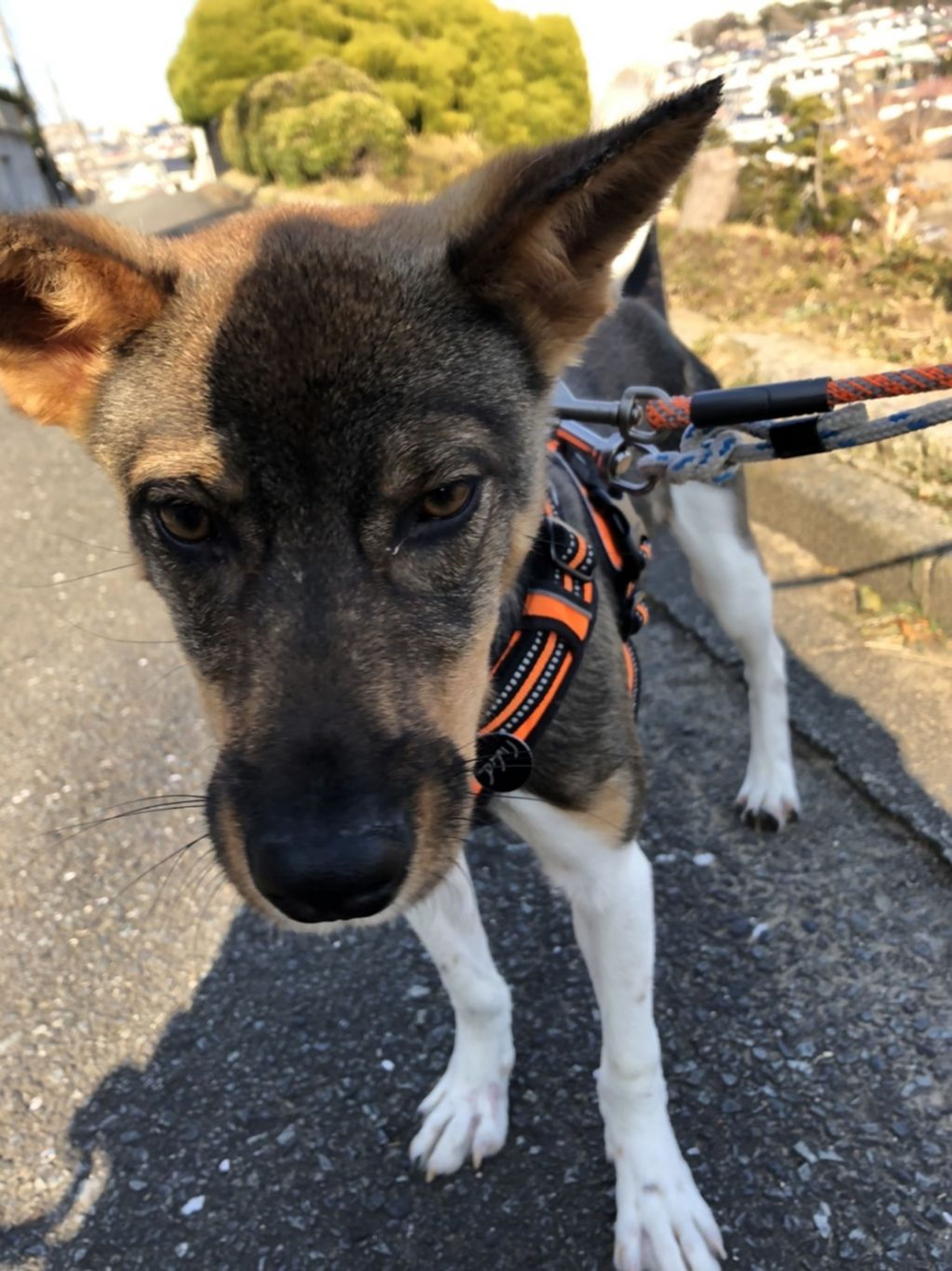 pet-image-6