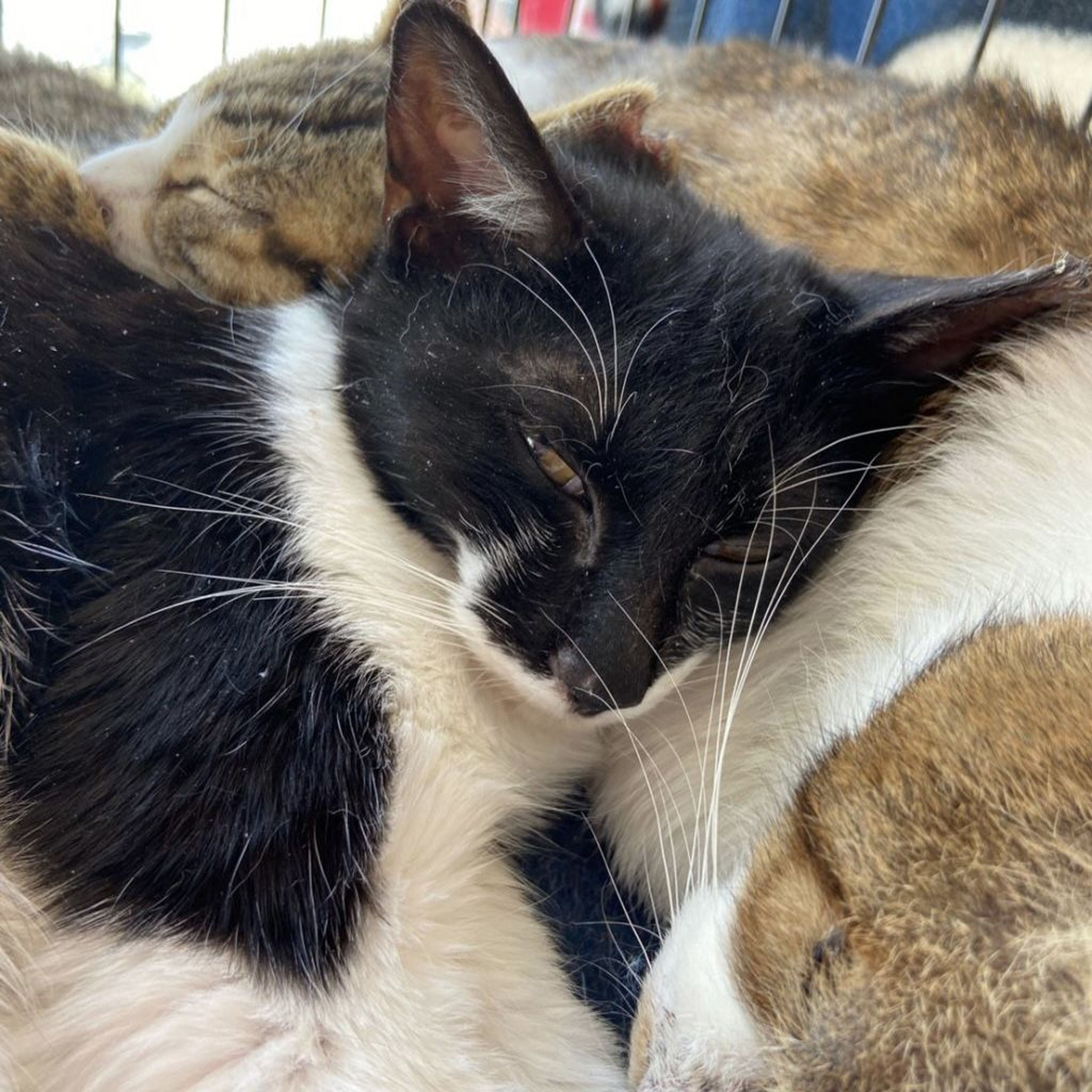 pet-image-5