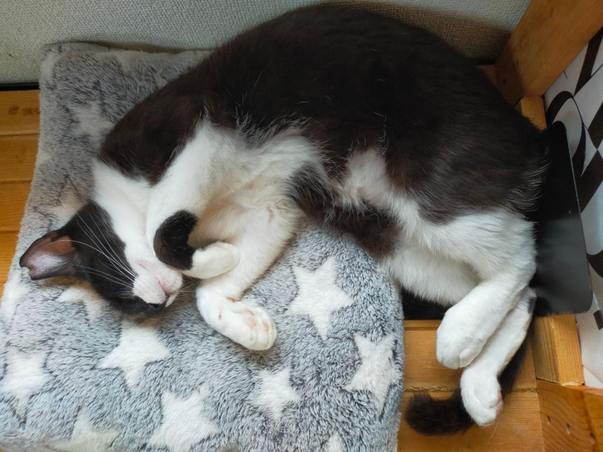 pet-image-3
