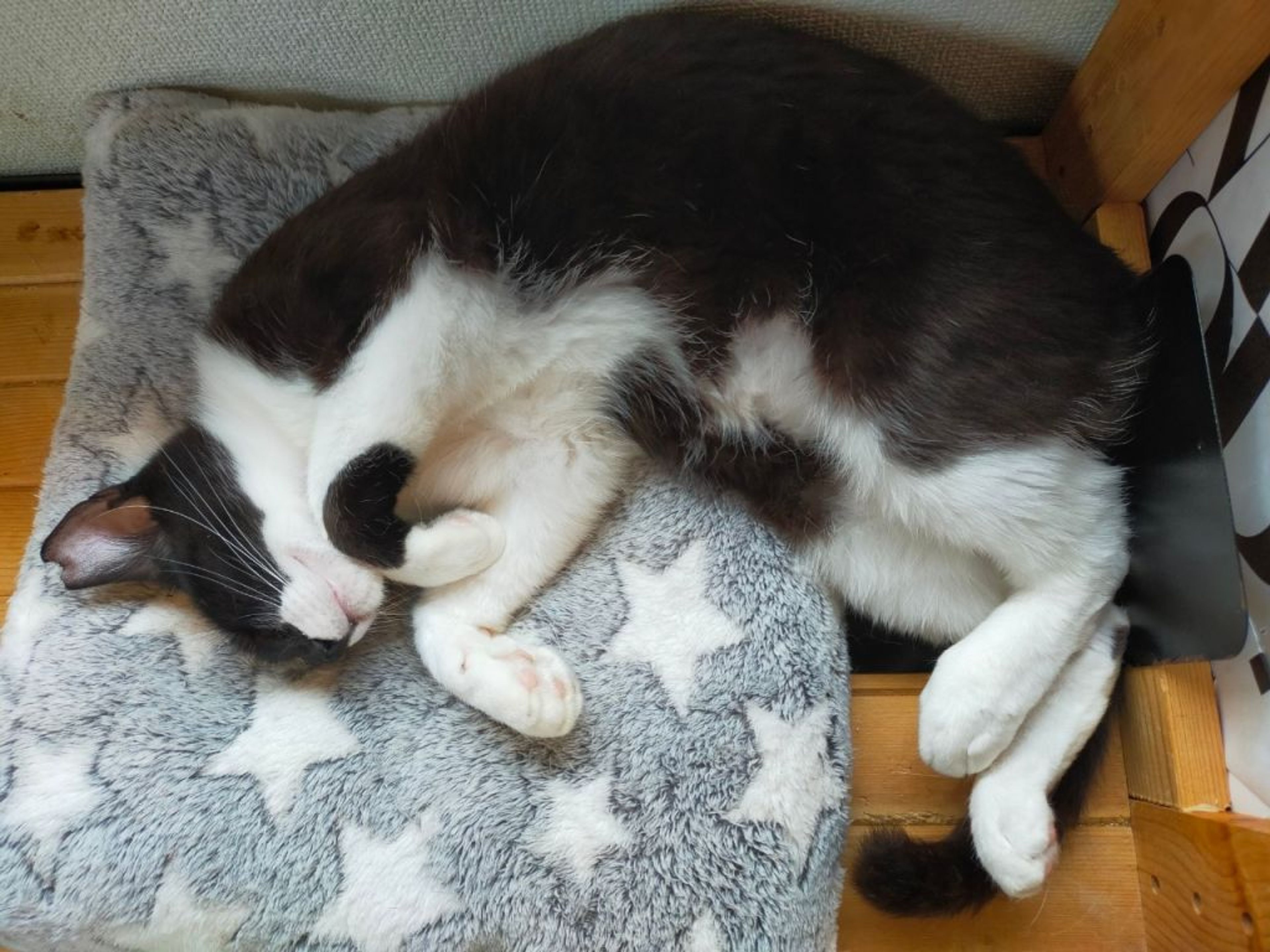 pet-image-3
