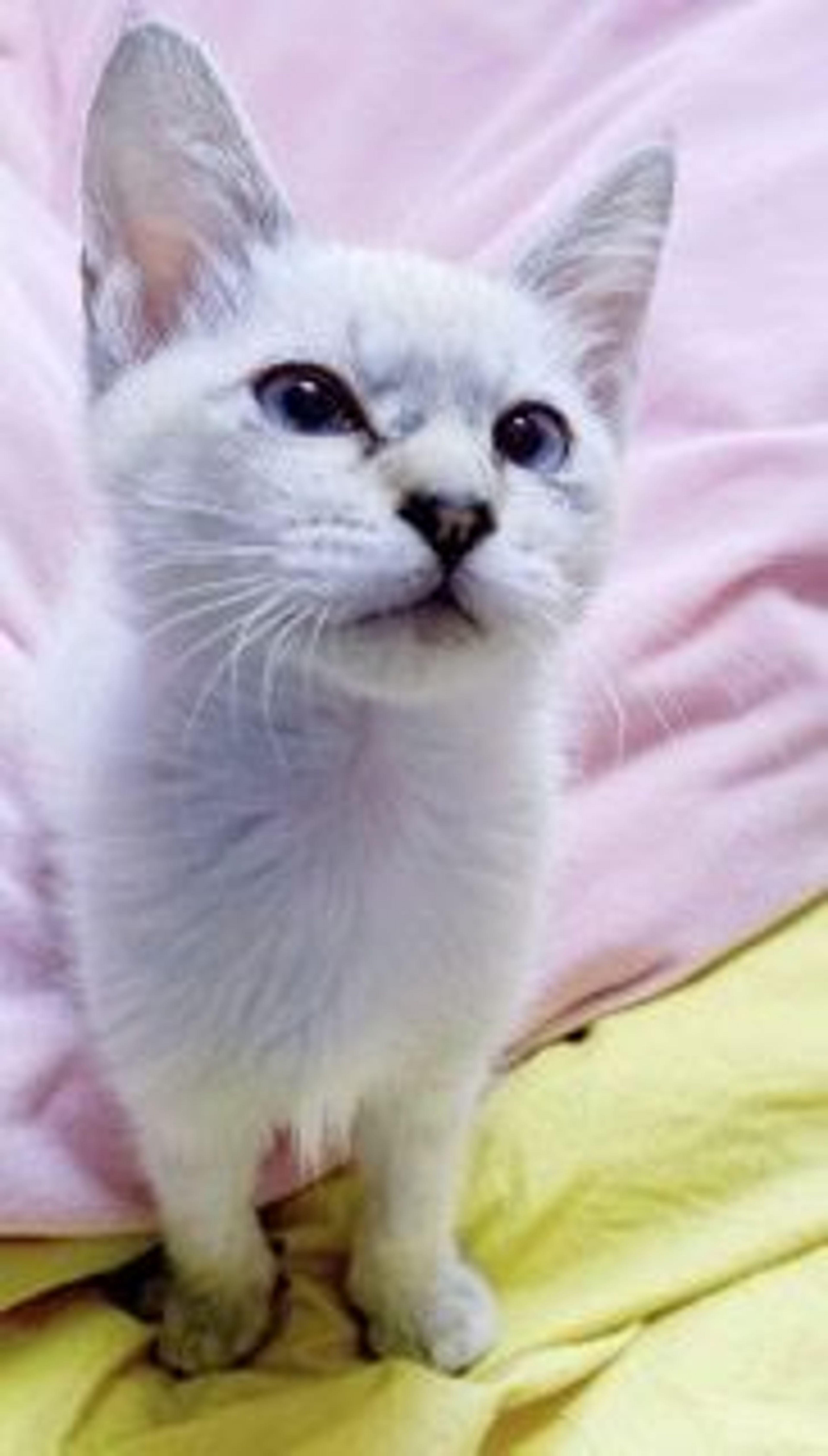雑種（ミックス猫）・オスの里親募集の写真