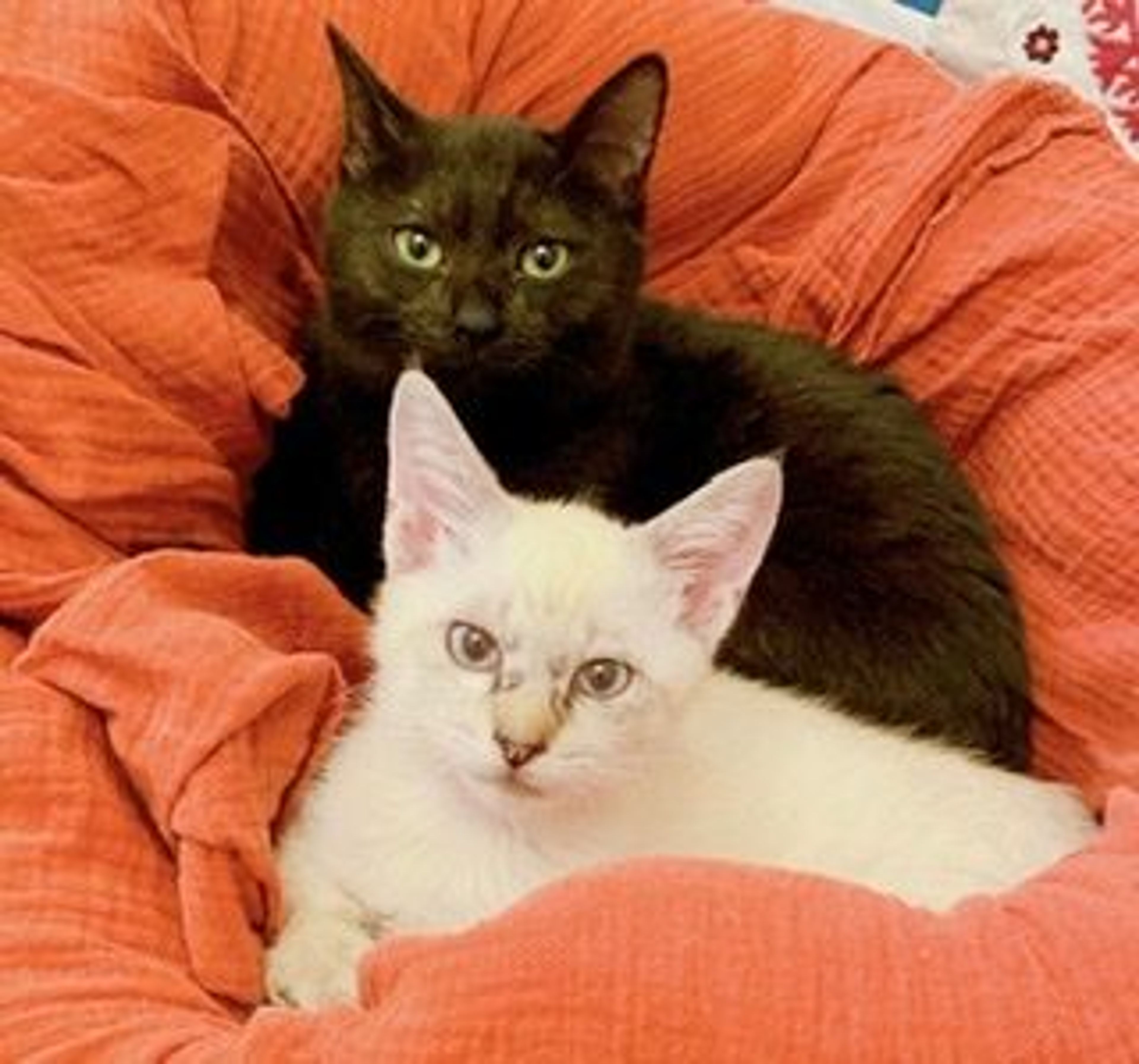 pet-image-4