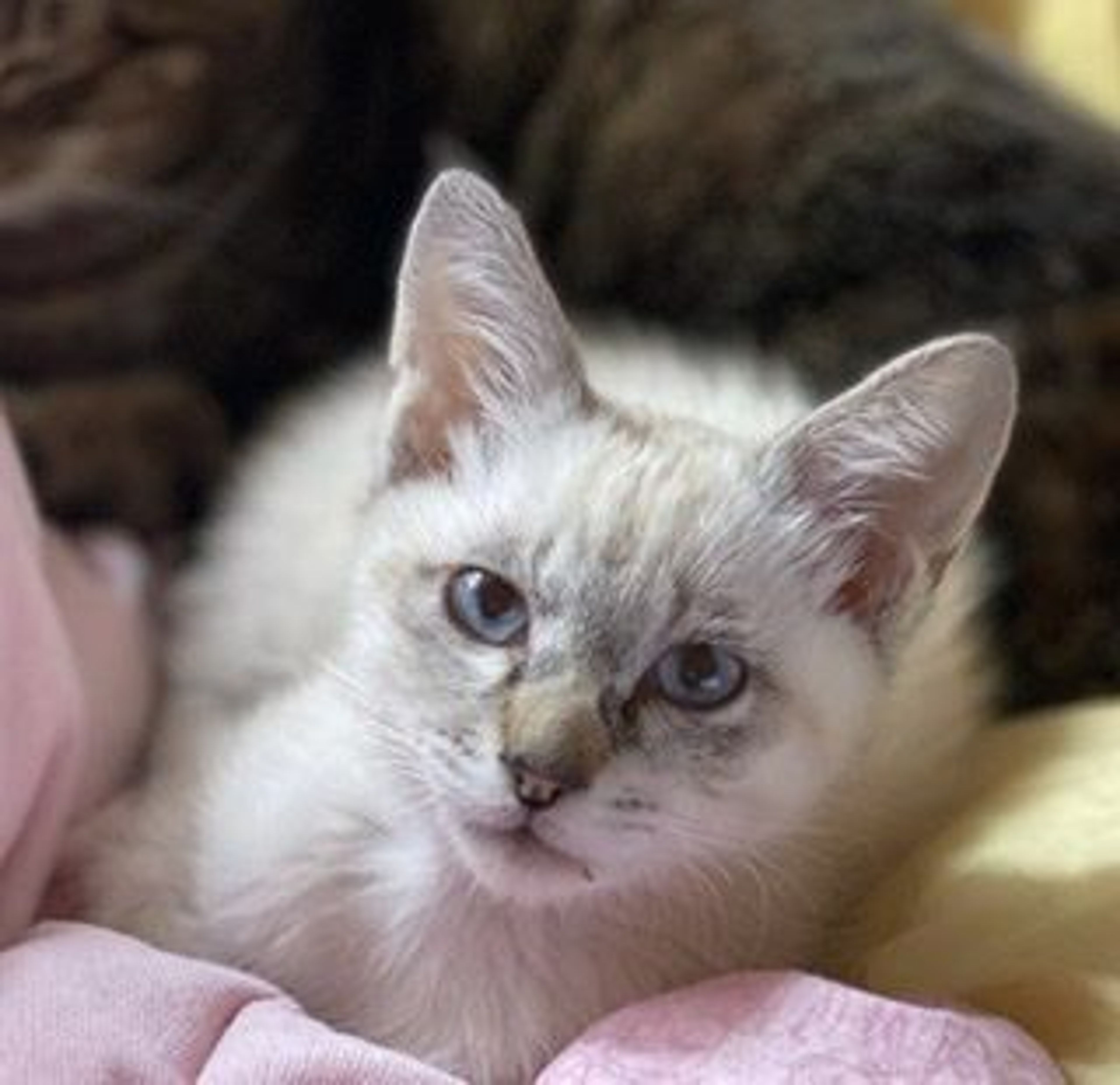 pet-image-5