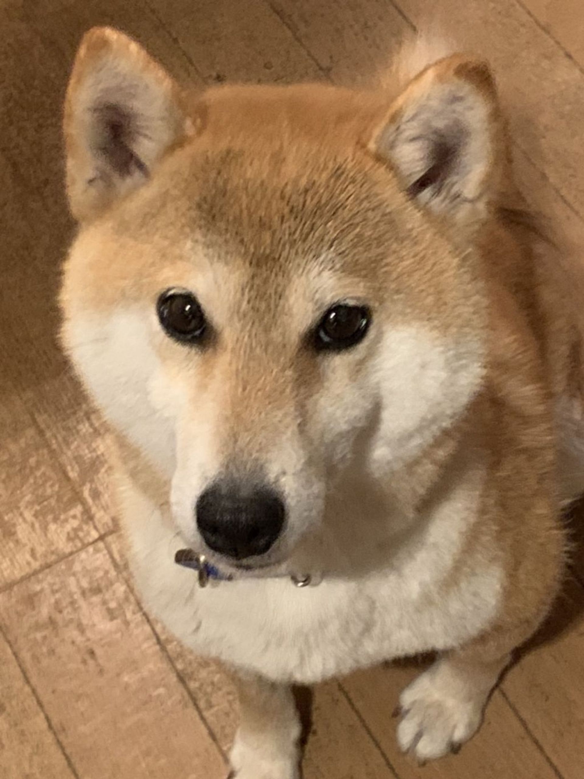 柴犬・メスの里親募集の写真
