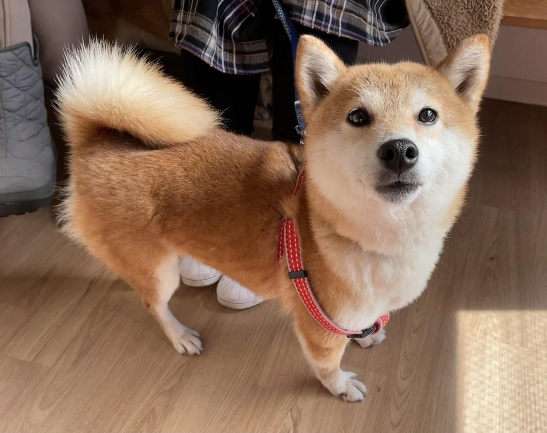 pet-image-5
