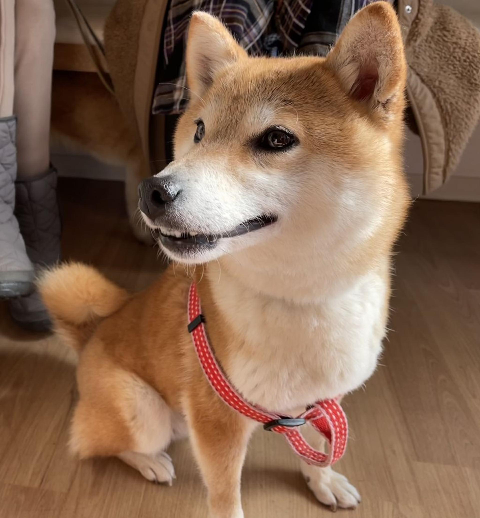 pet-image-6