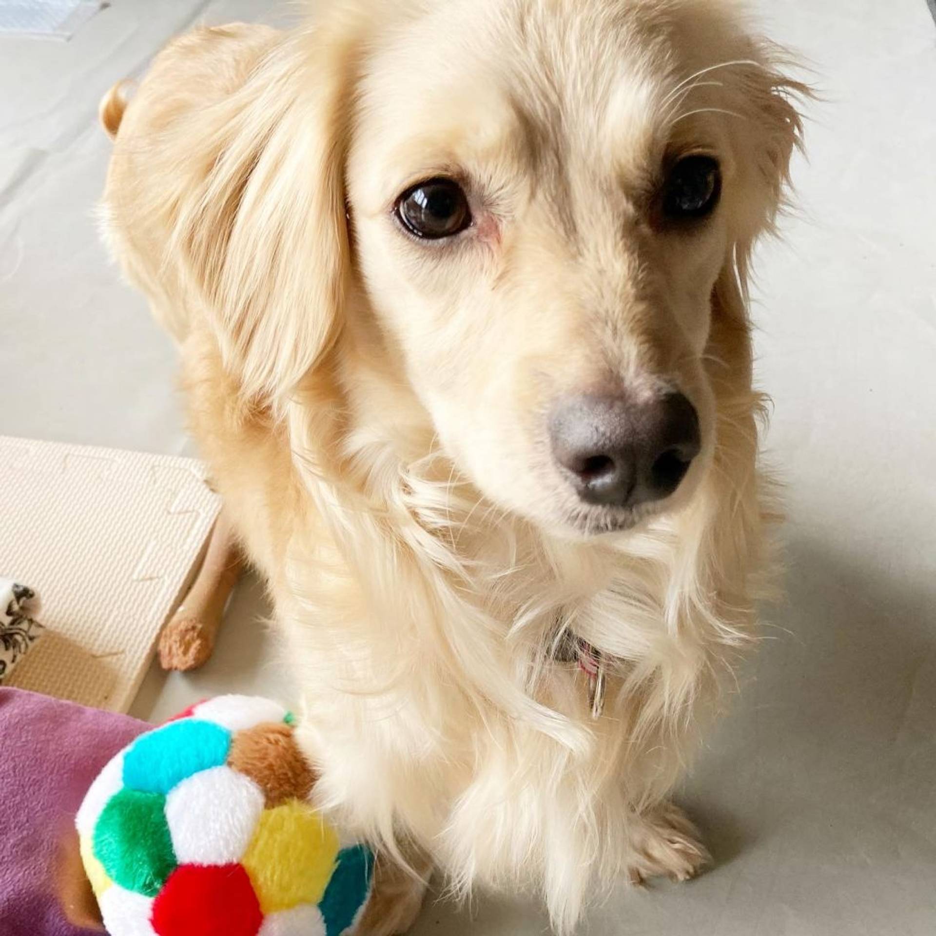 雑種（ミックス犬）・オスの里親募集の写真