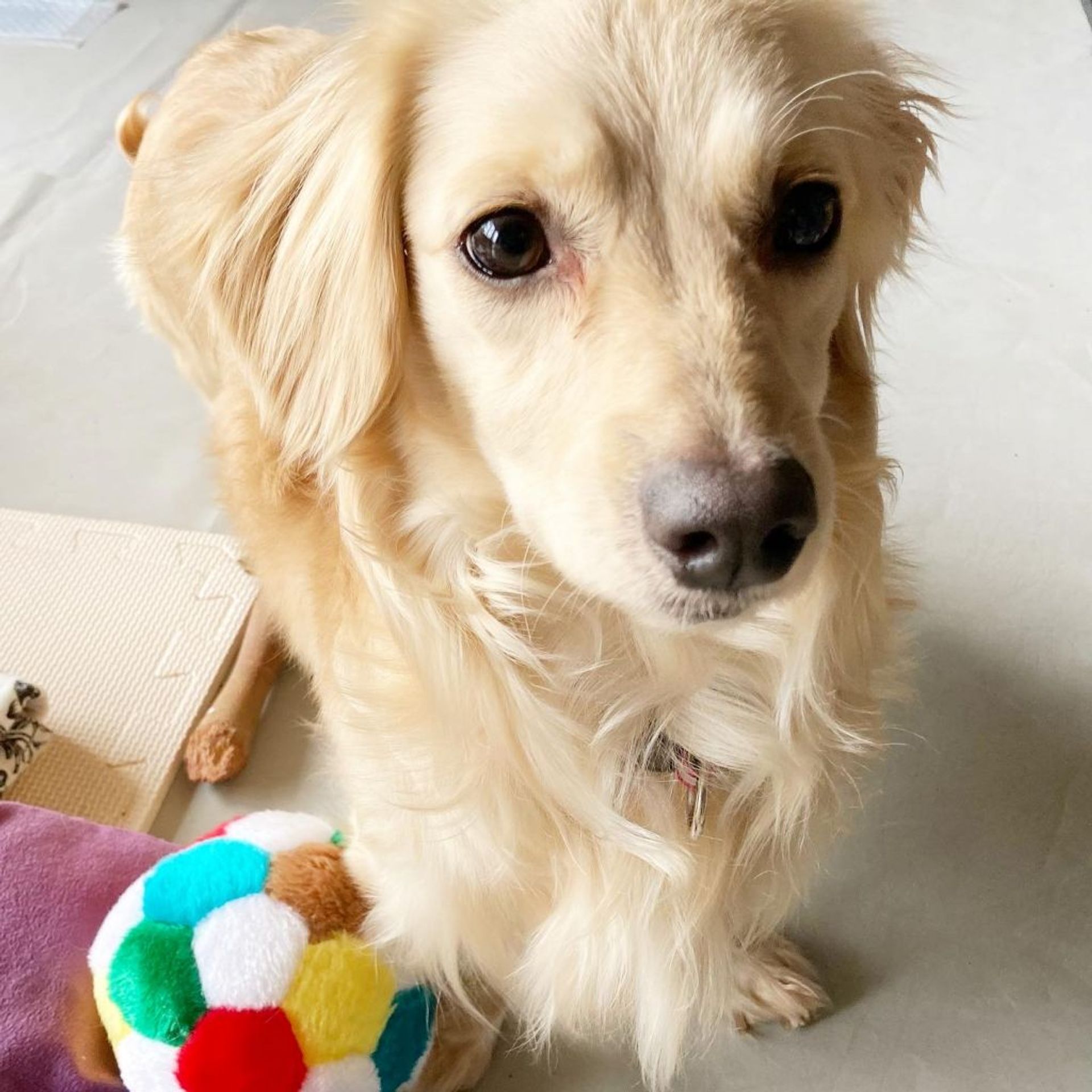 雑種（ミックス犬）・オスの里親募集の写真