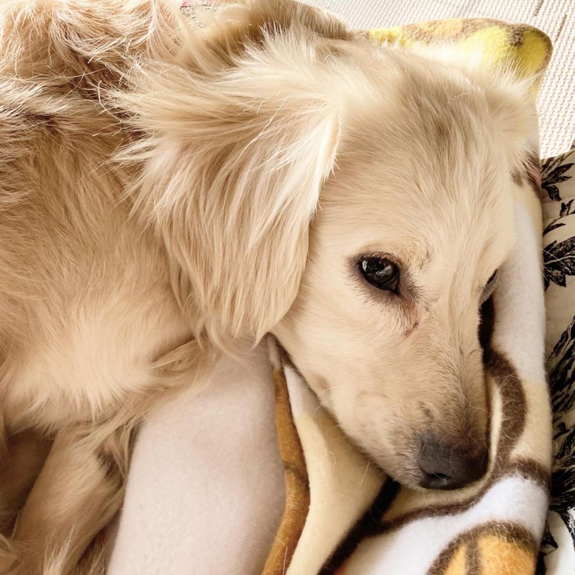 pet-image-7