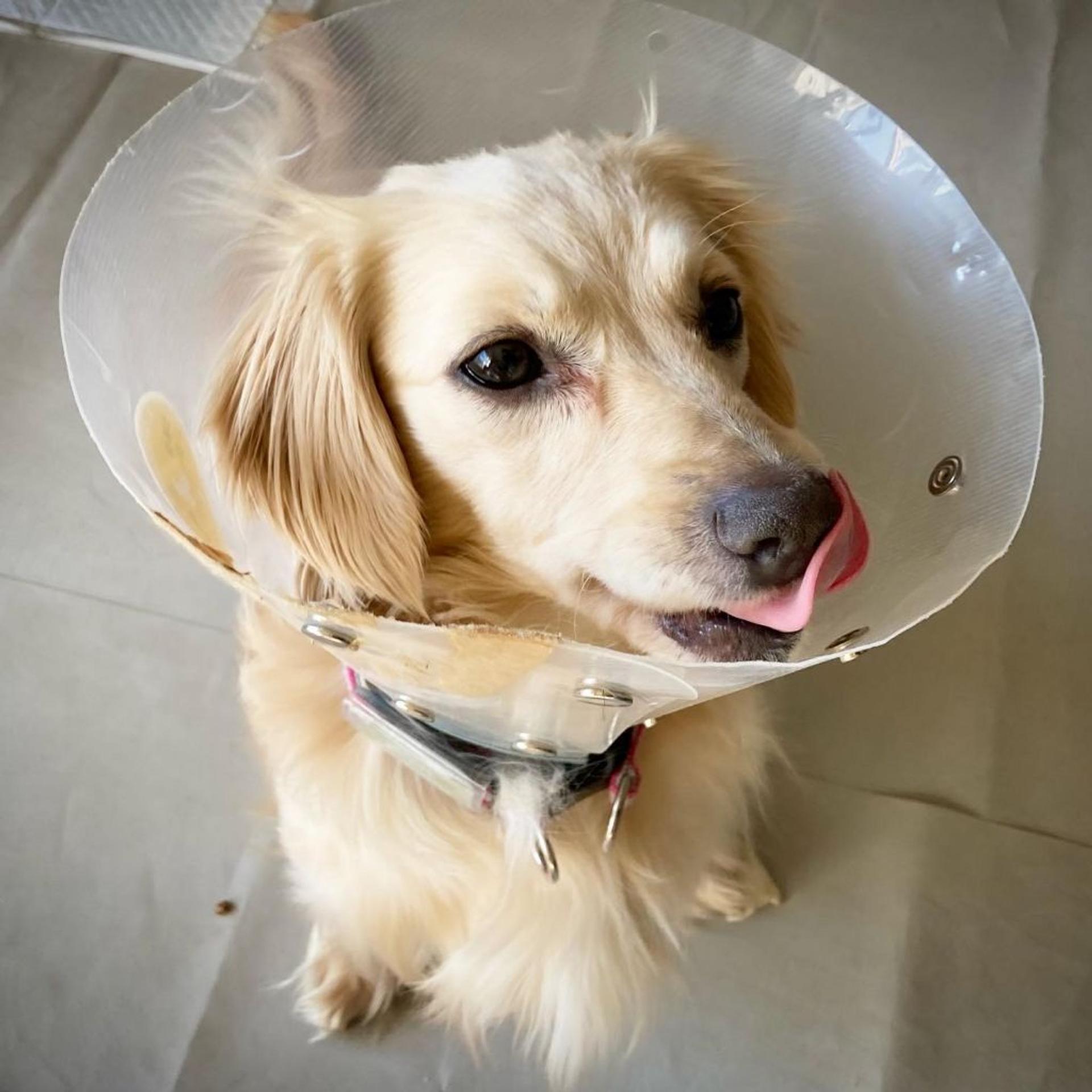 pet-image-8