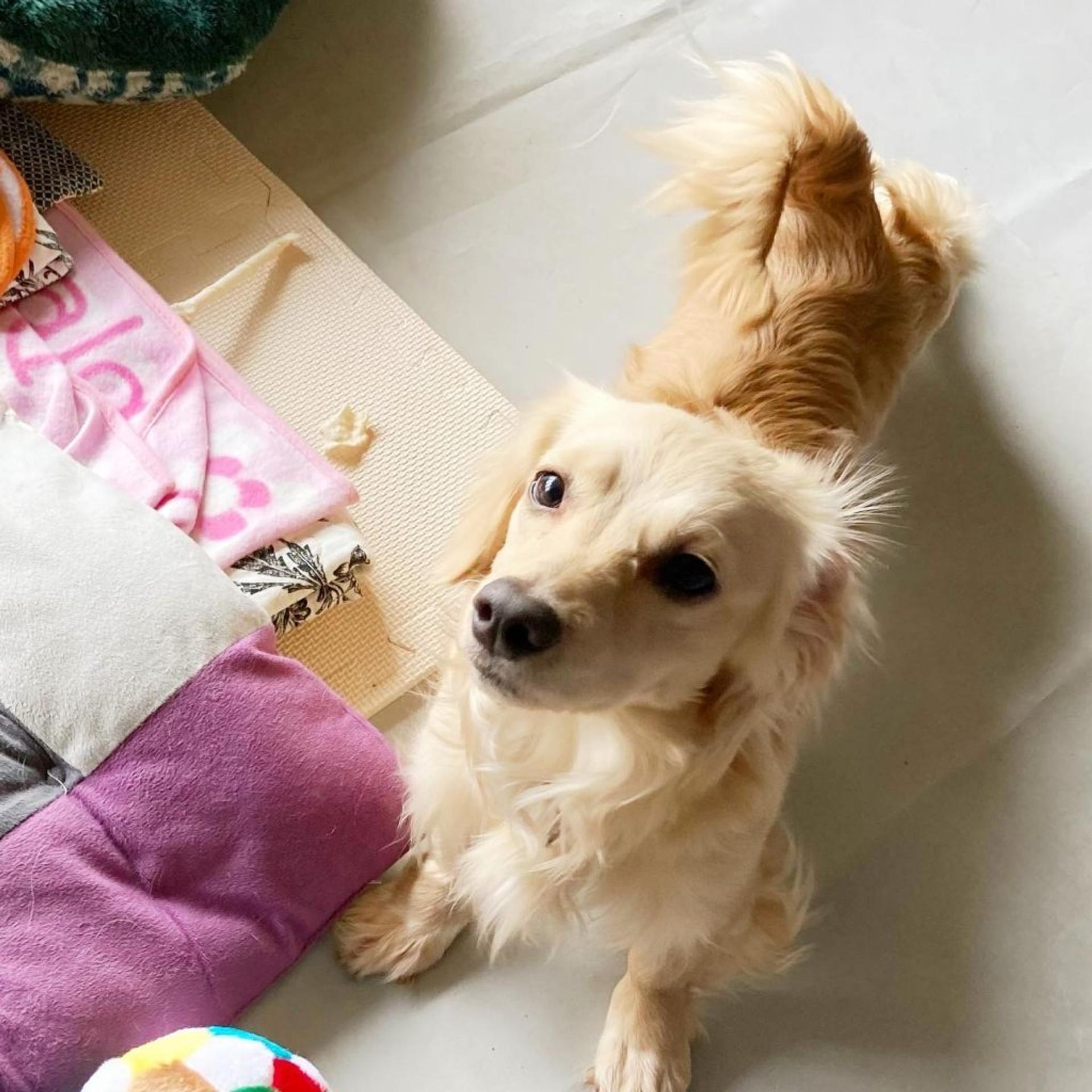 pet-image-9