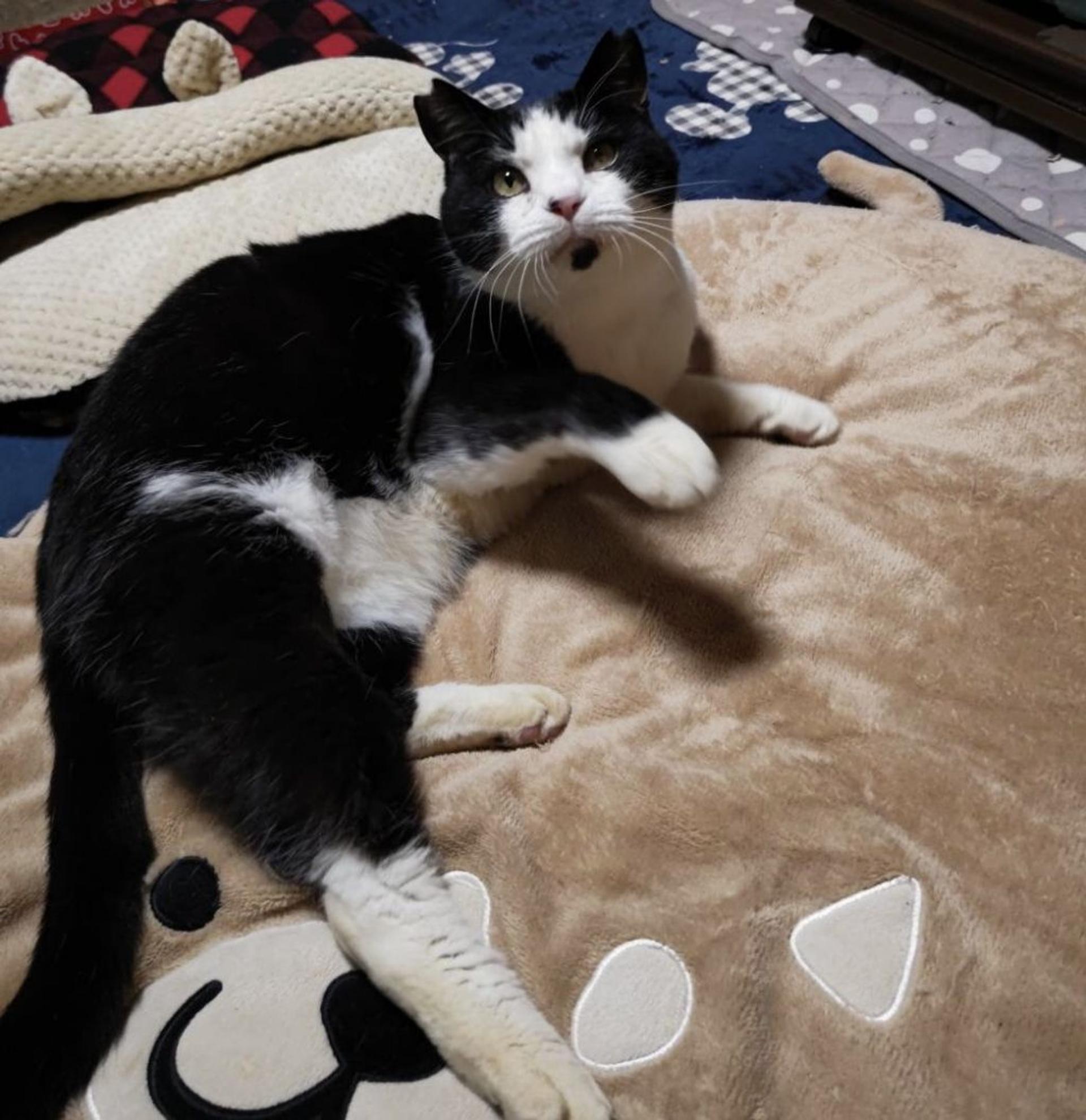 pet-image-2